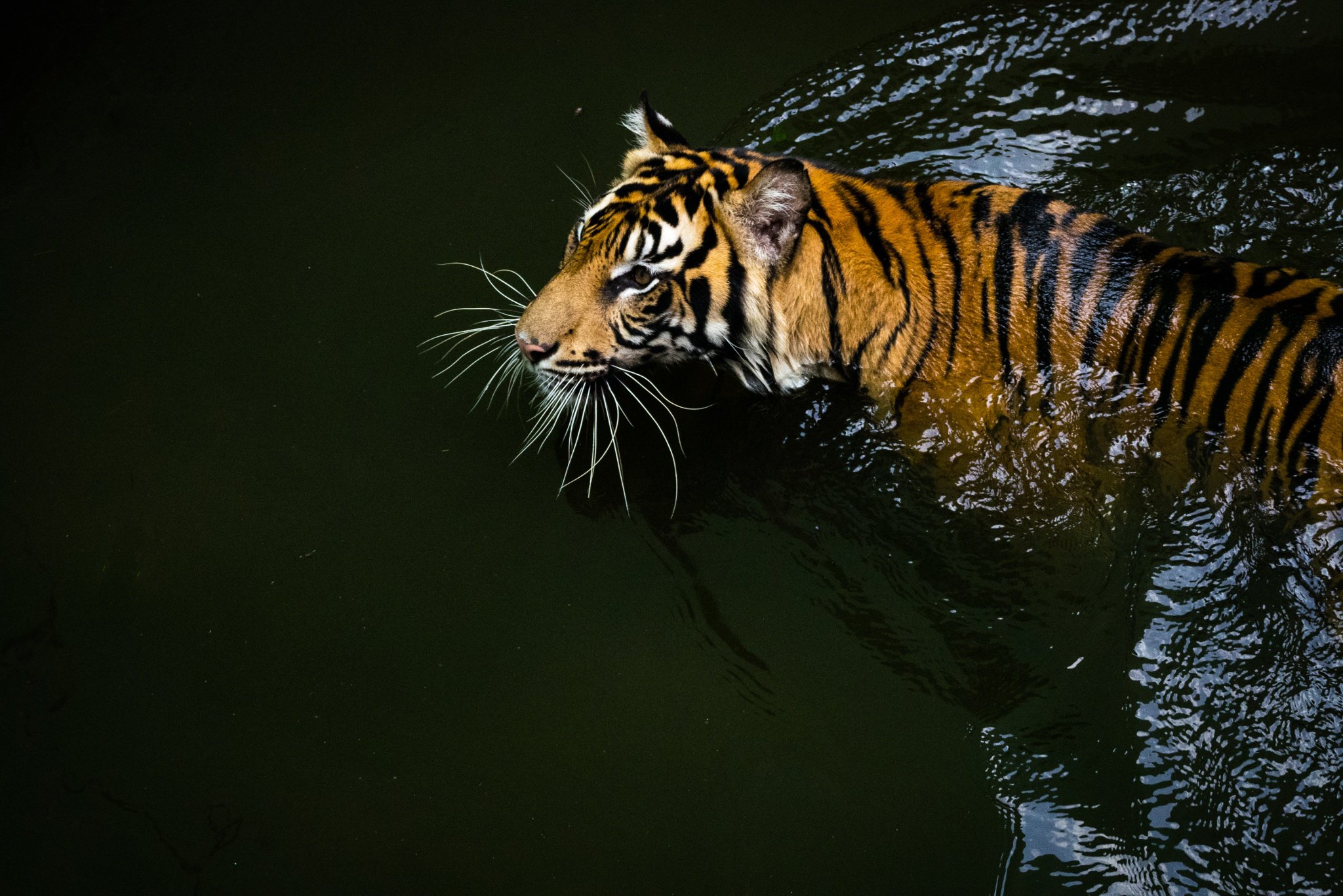 356150 скачать обои животные, тигр, суматранский тигр, кошки - заставки и картинки бесплатно