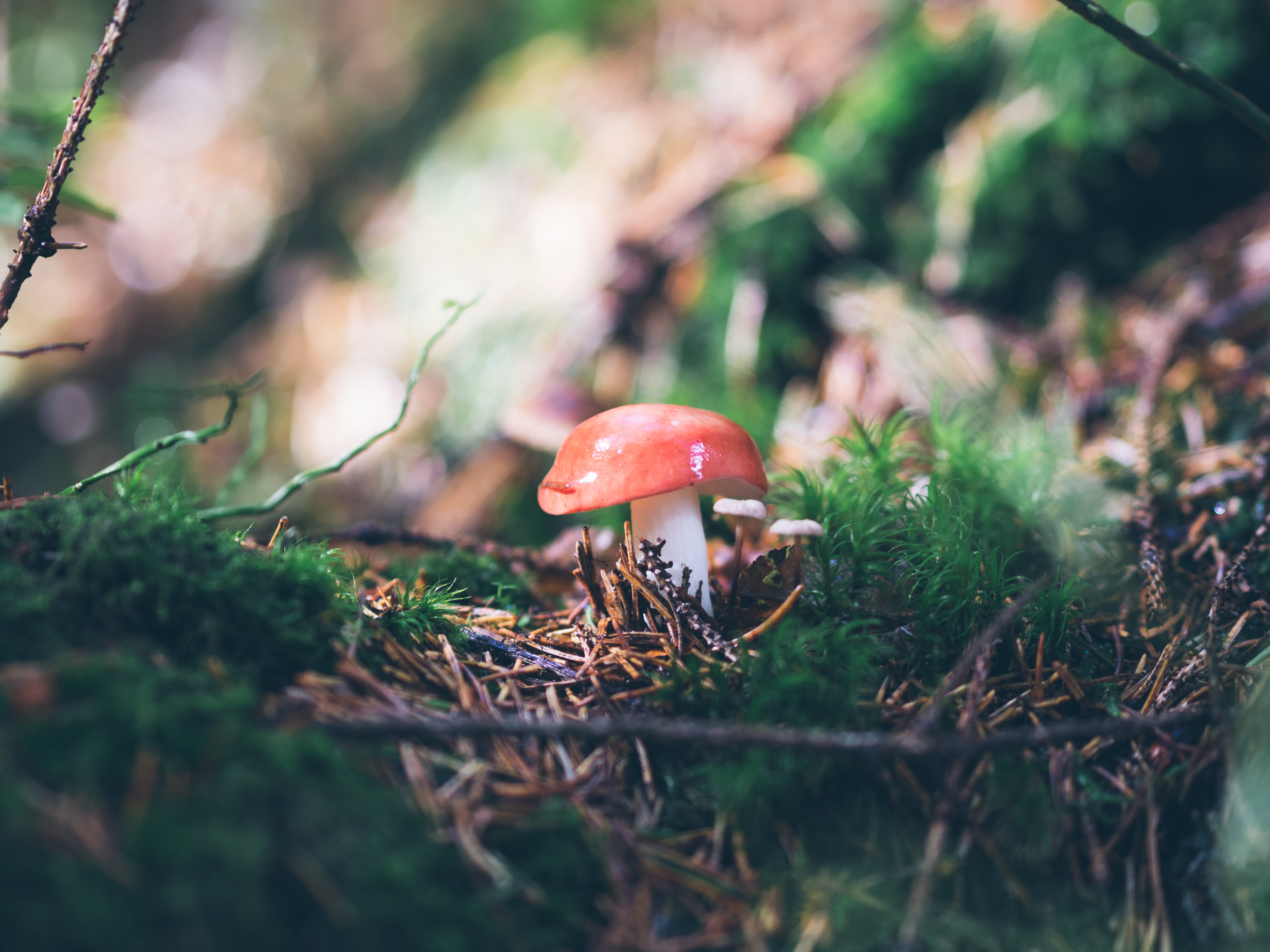 Download mobile wallpaper Needle, Branches, Grass, Macro, Mashrooms, Mushroom for free.