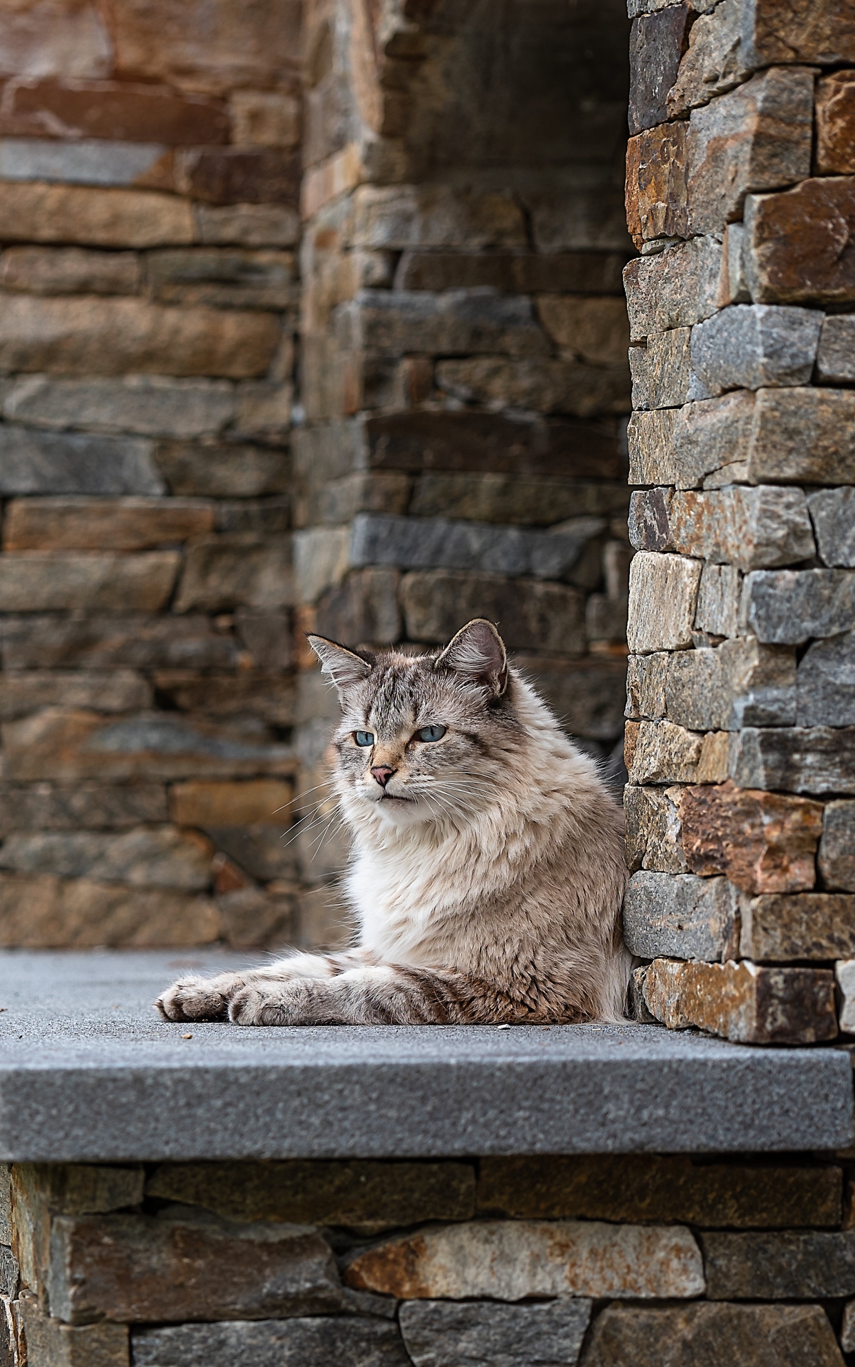 Handy-Wallpaper Tiere, Katzen, Katze kostenlos herunterladen.