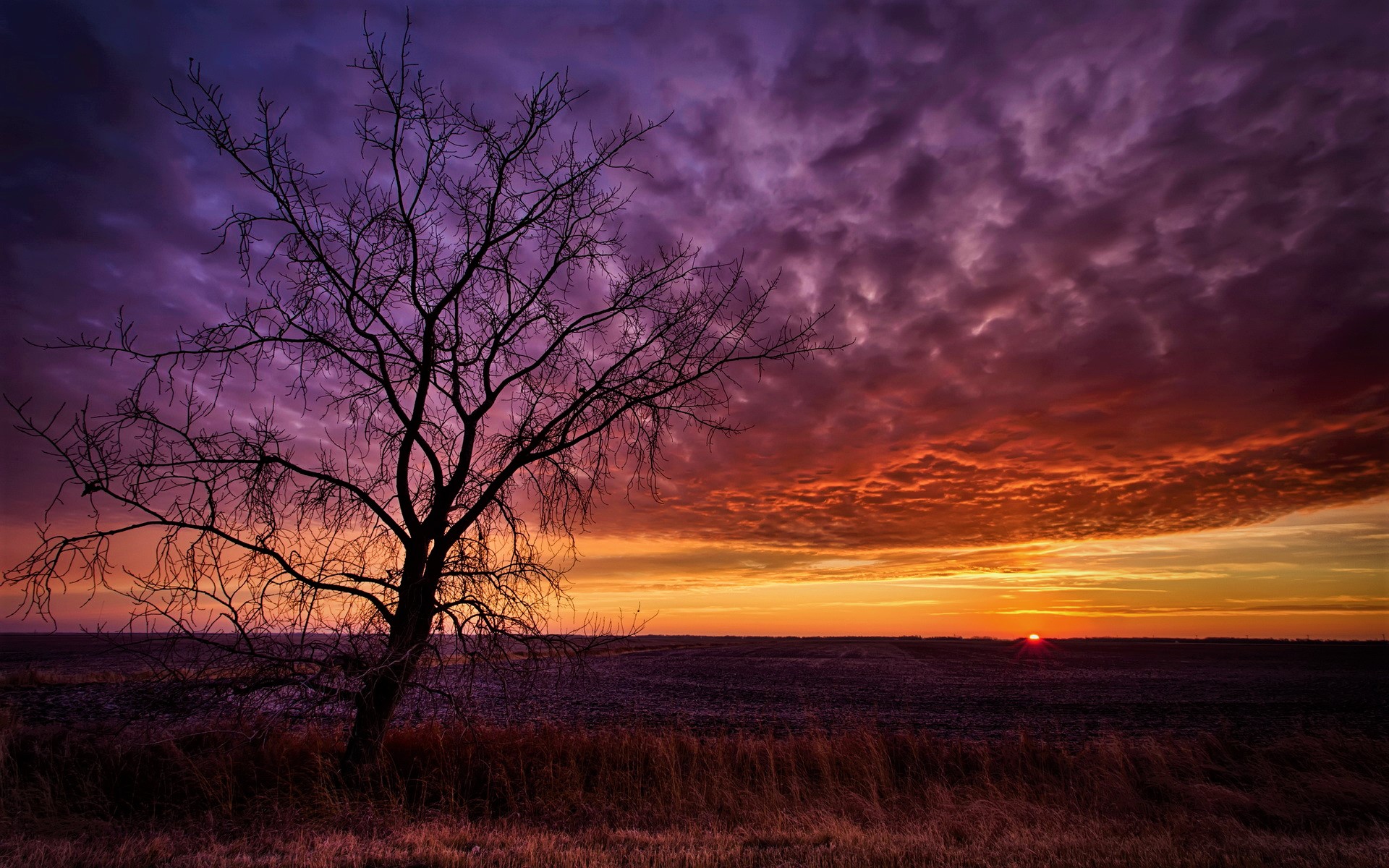 Скачать картинку Небо, Дерево, Красочный, Пурпурный, Земля/природа, Закат Солнца в телефон бесплатно.