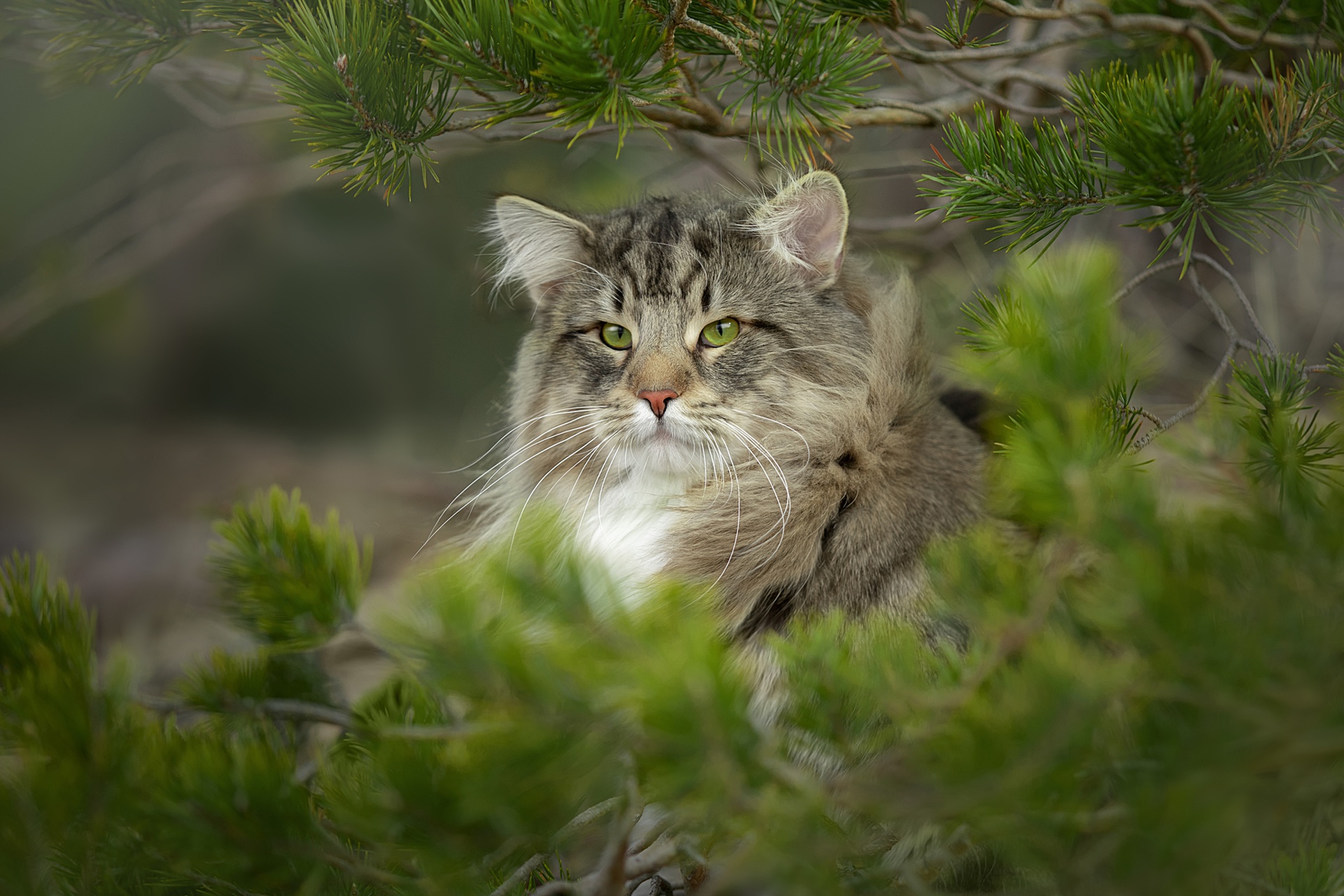 949600 скачать картинку кот, животные, дикий кот, норвежская лесная кошка - обои и заставки бесплатно