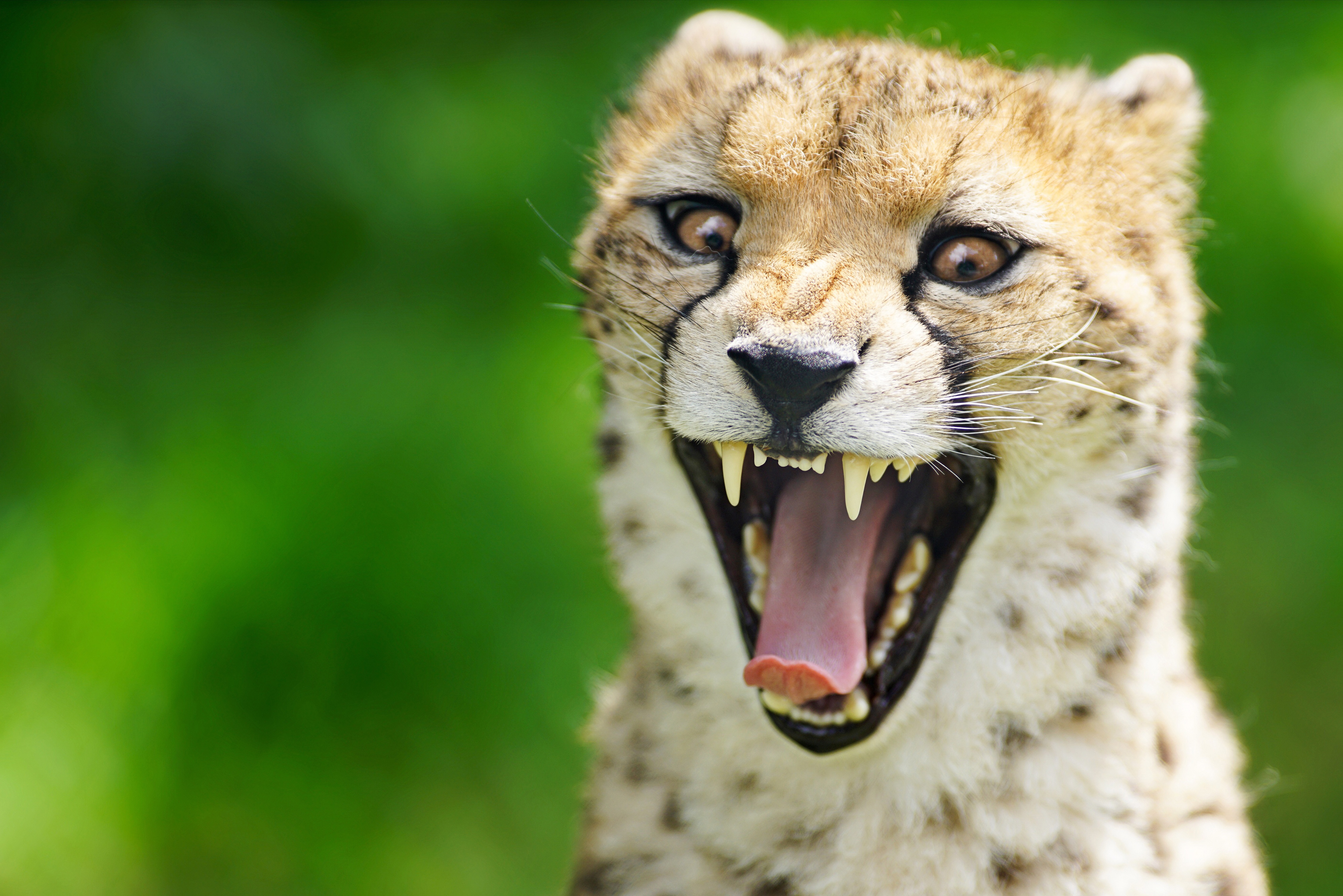 Téléchargez gratuitement l'image Animaux, Chats, Guépard sur le bureau de votre PC