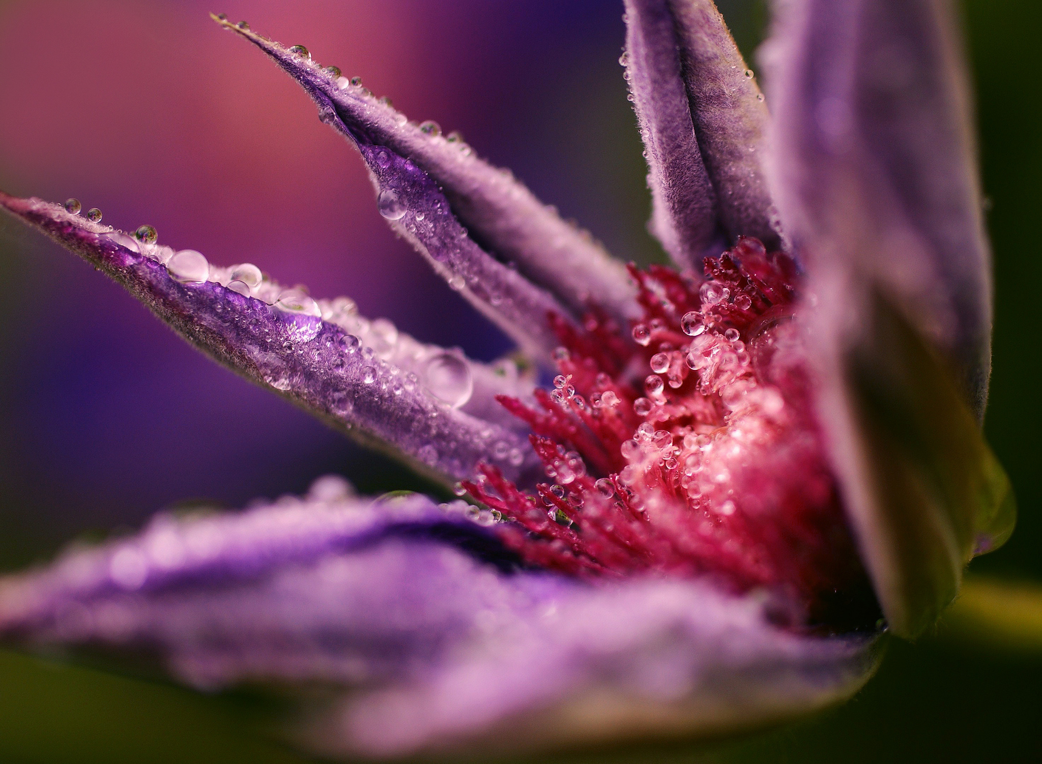 Free download wallpaper Nature, Flowers, Flower, Macro, Earth, Dew, Purple Flower, Water Drop on your PC desktop