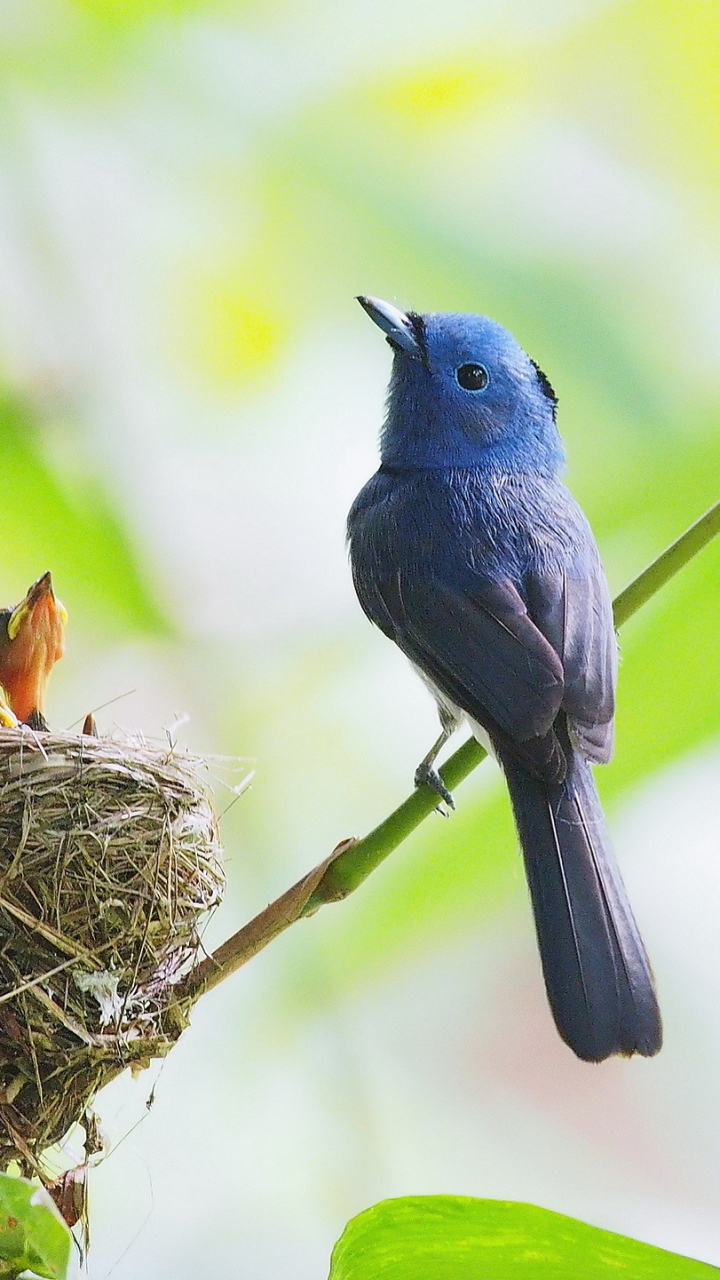 Download mobile wallpaper Birds, Animal, Black Naped Monarch for free.