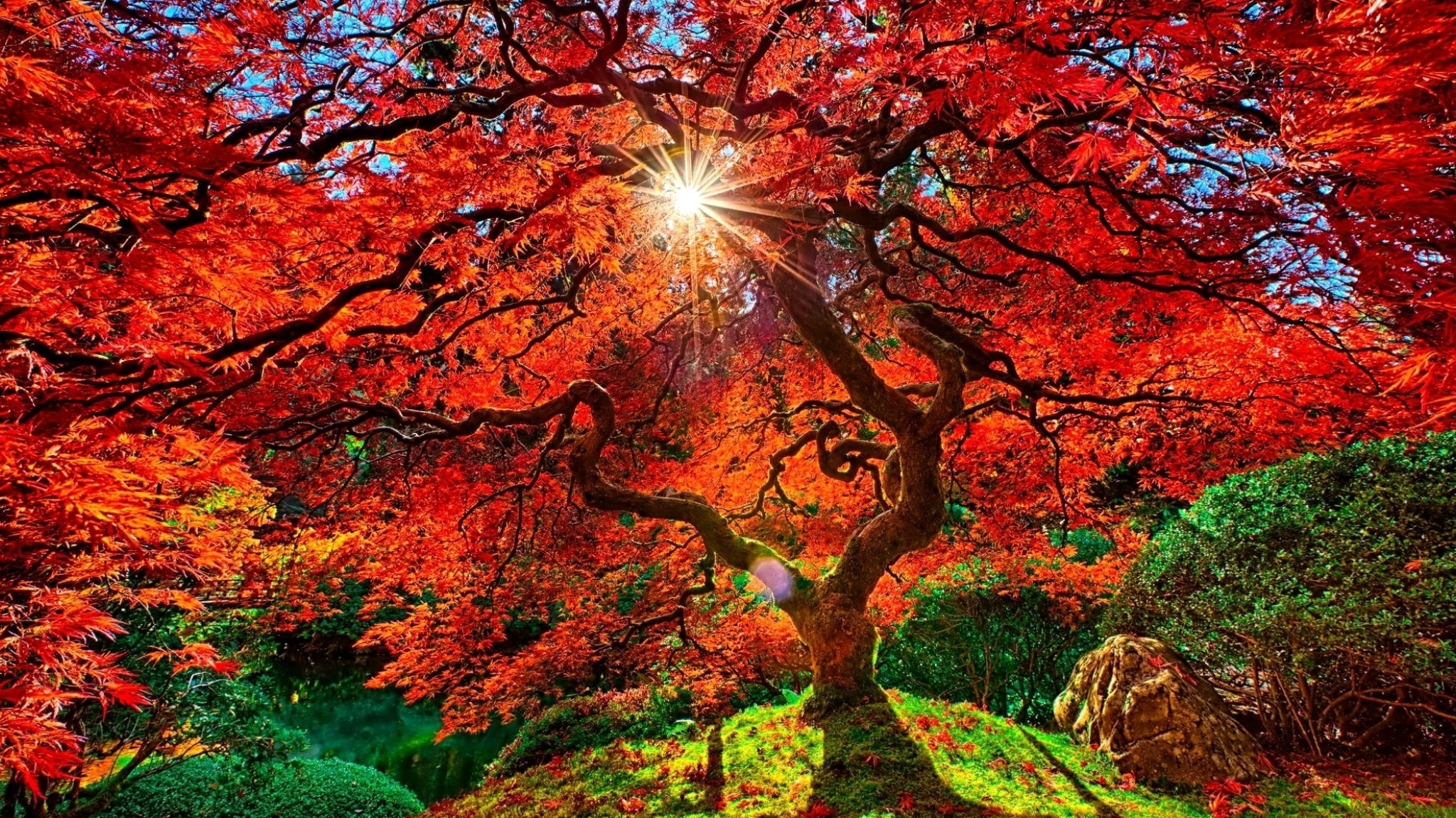 japanese garden, man made, fall, garden, orange (color), sunbeam, sunshine, tree