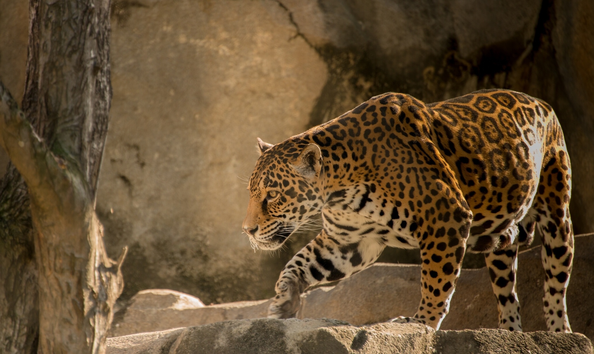 Download mobile wallpaper Cats, Jaguar, Animal for free.