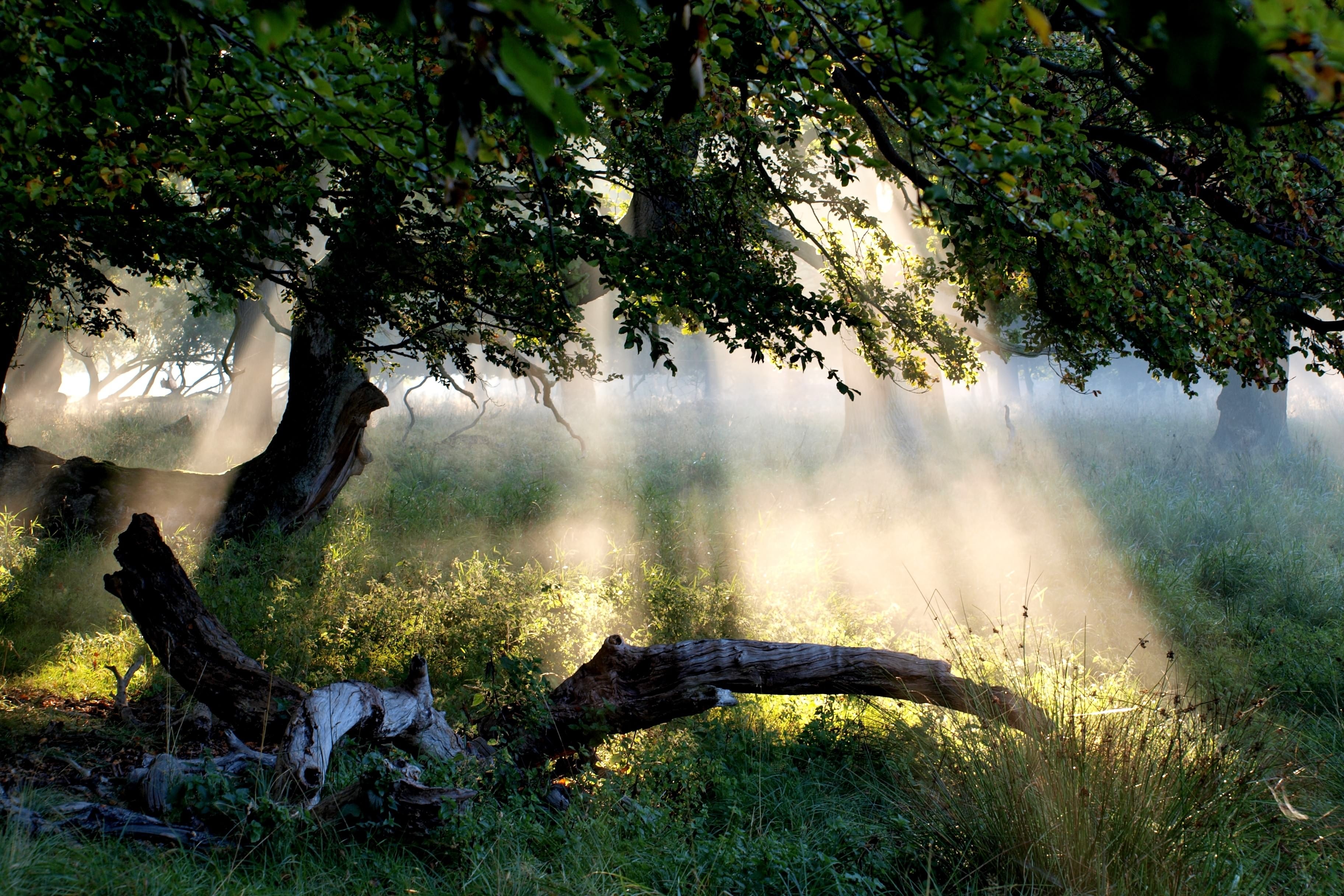 Descarga gratis la imagen Rayo De Sol, Tierra/naturaleza en el escritorio de tu PC