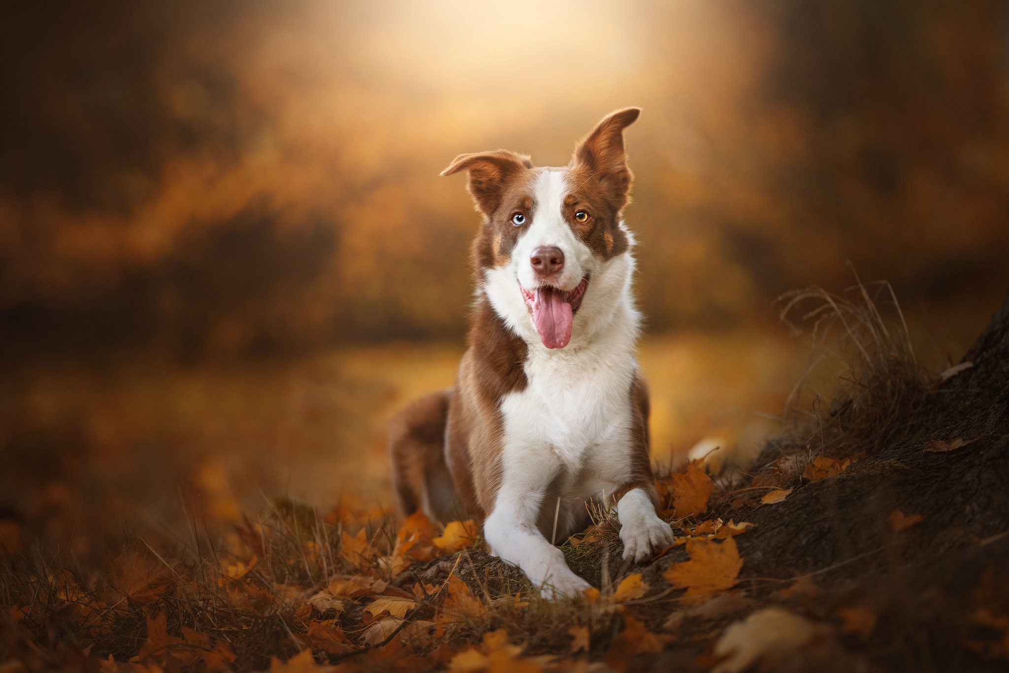 Téléchargez des papiers peints mobile Chiens, Chien, Animaux gratuitement.