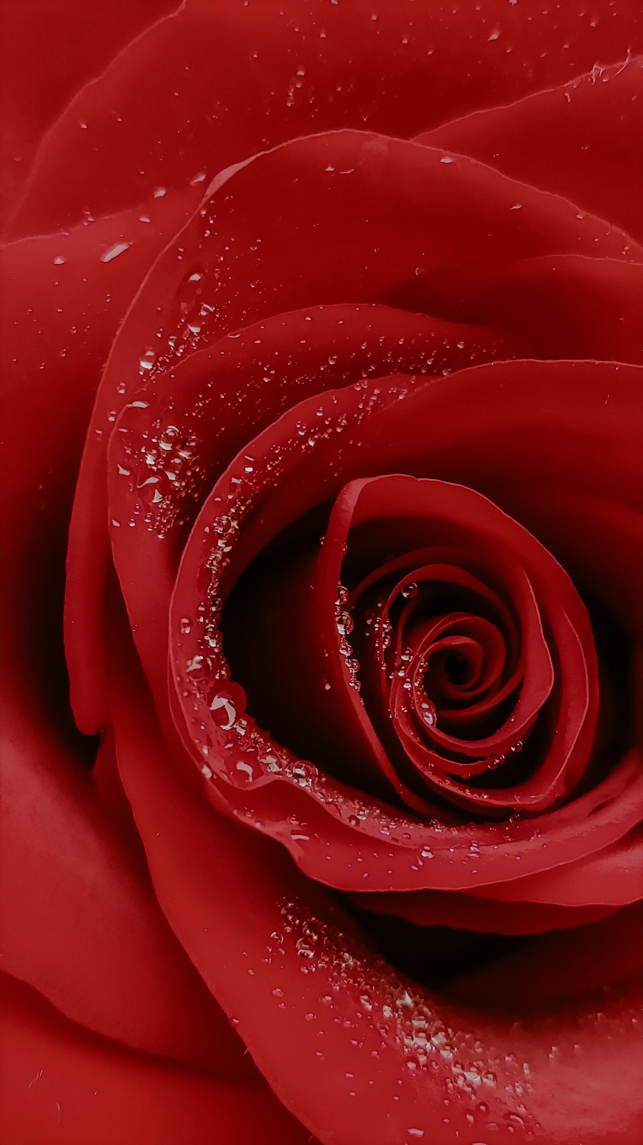 rose flower, drops, flower, macro, rose Desktop home screen Wallpaper