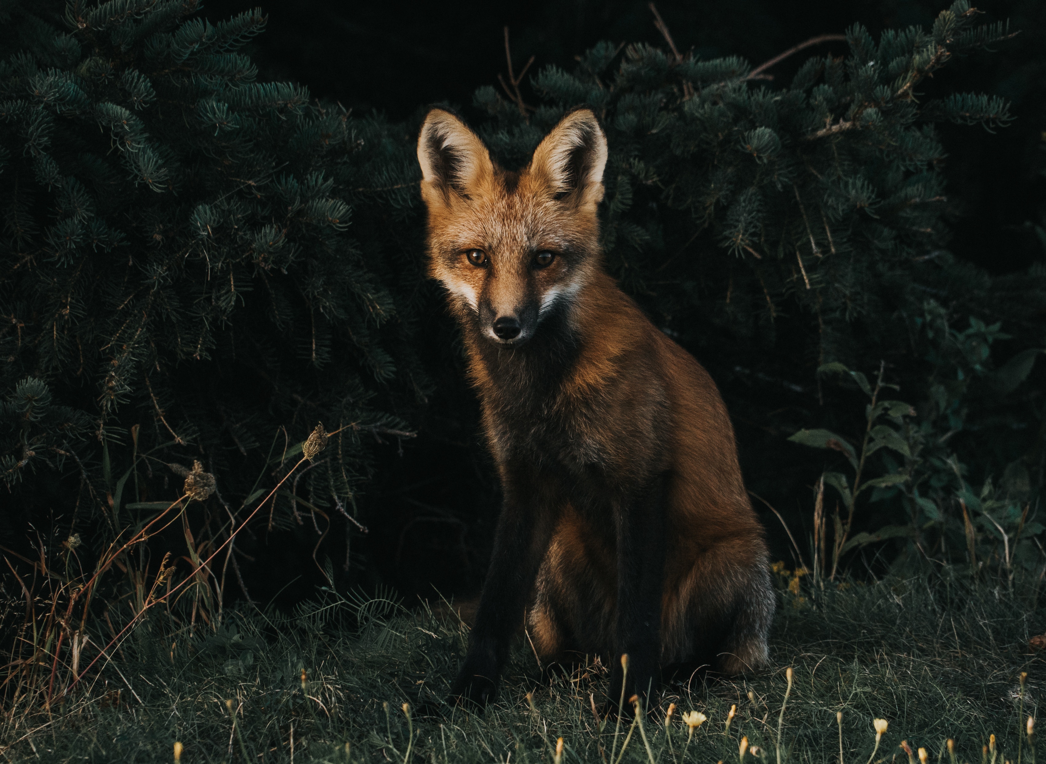 Download mobile wallpaper Animals, Forest, Grass, Fox for free.