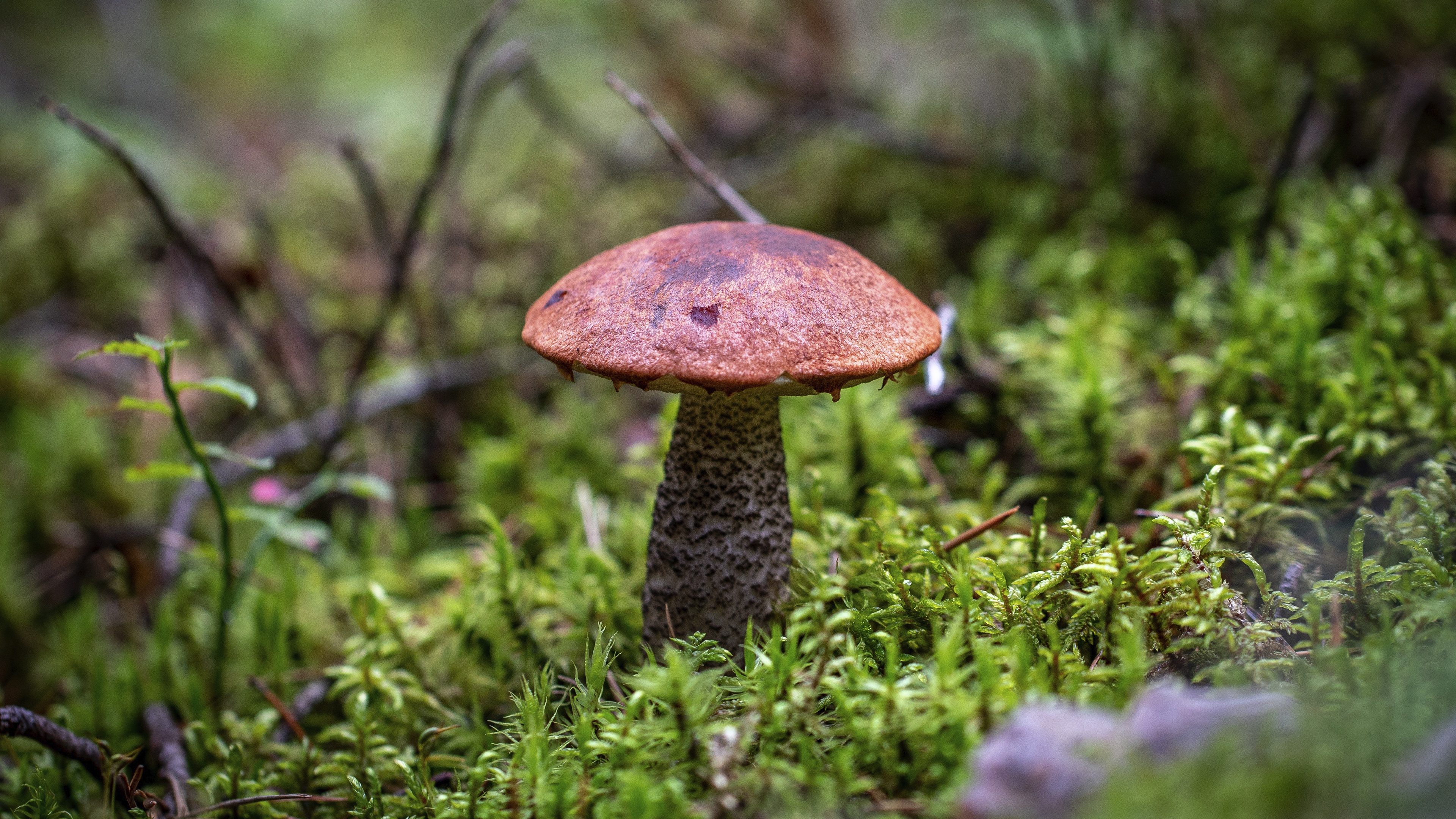 Handy-Wallpaper Pilz, Moos, Erde/natur kostenlos herunterladen.