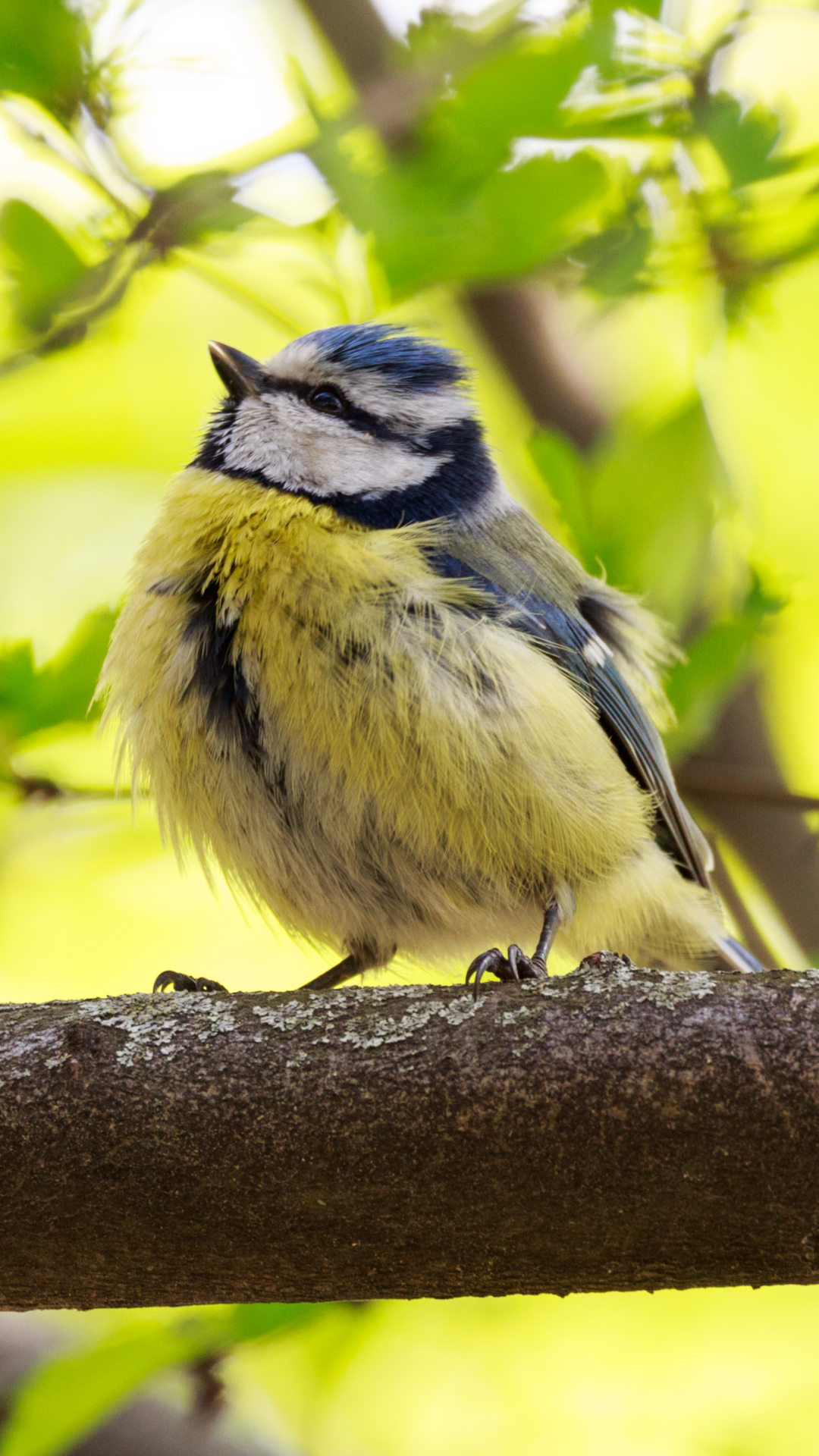 Download mobile wallpaper Birds, Bird, Branch, Animal, Titmouse for free.