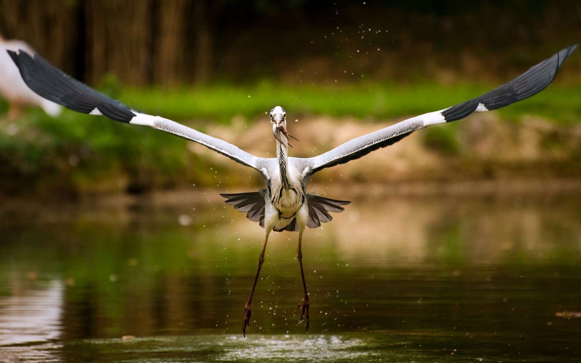 Descarga gratuita de fondo de pantalla para móvil de Animales, Aves, Ave.