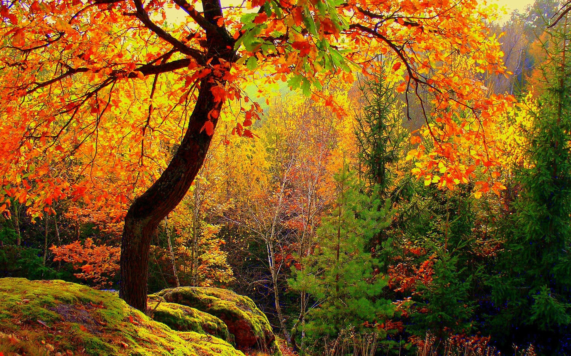 Download mobile wallpaper Forest, Tree, Fall, Earth, Colors for free.