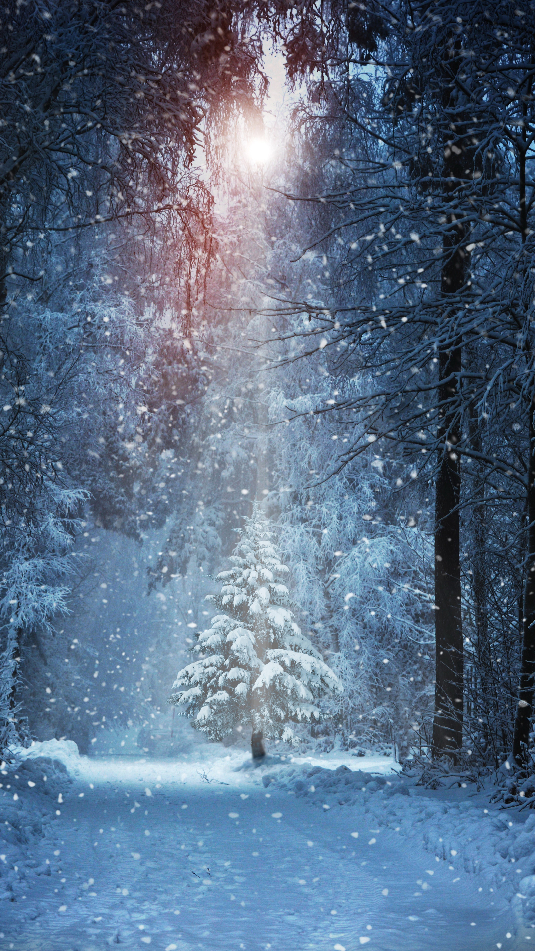 Download mobile wallpaper Winter, Snow, Forest, Tree, Earth, Path, Snowfall for free.