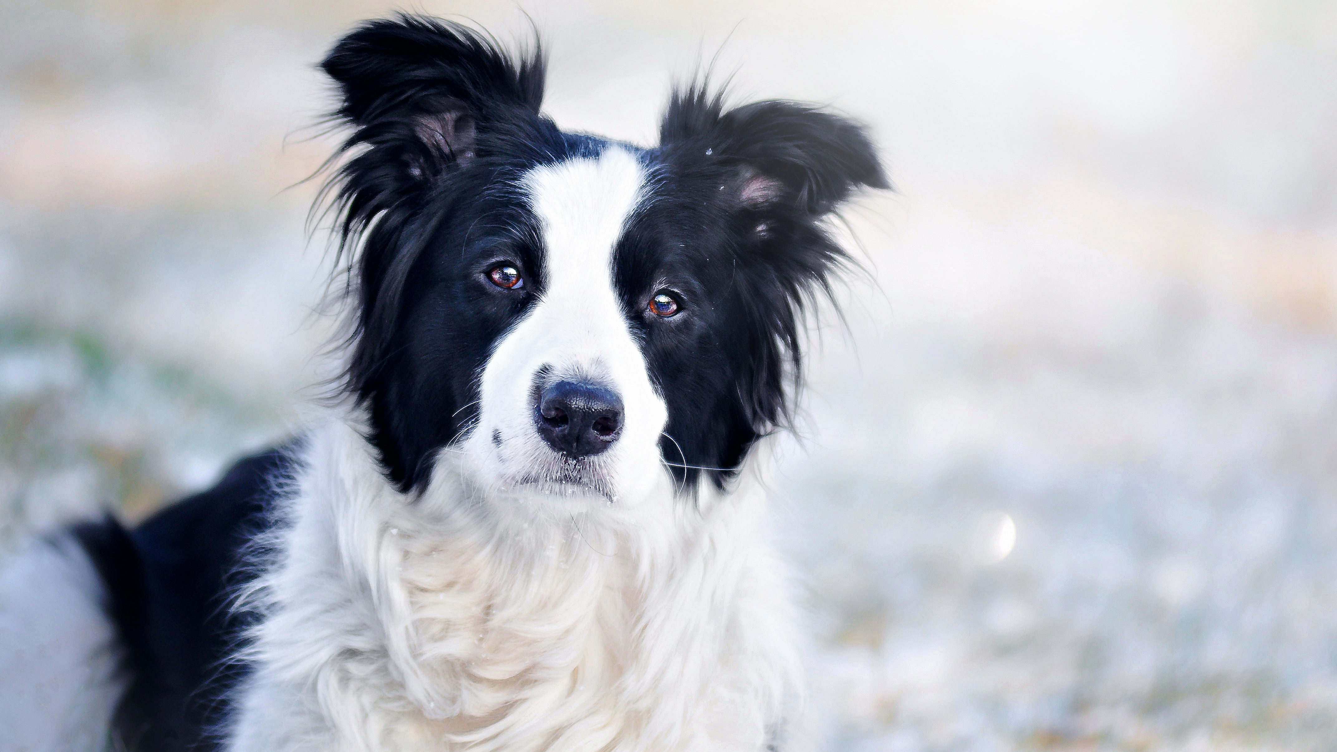 PCデスクトップに動物, 犬, ボケ, ボーダーコリー画像を無料でダウンロード