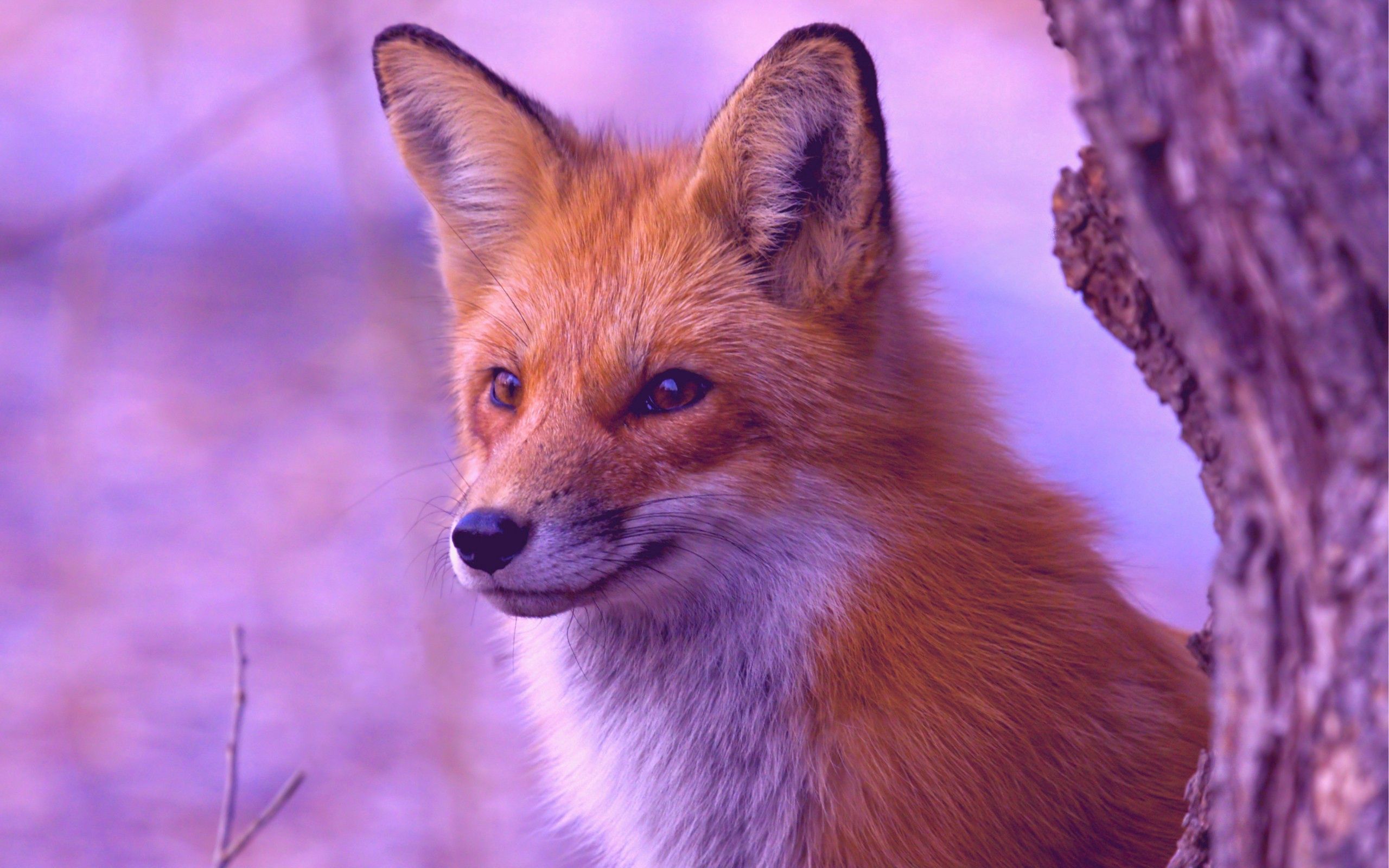fox, animals, wood, tree, muzzle, hunting, hunt, observation Full HD