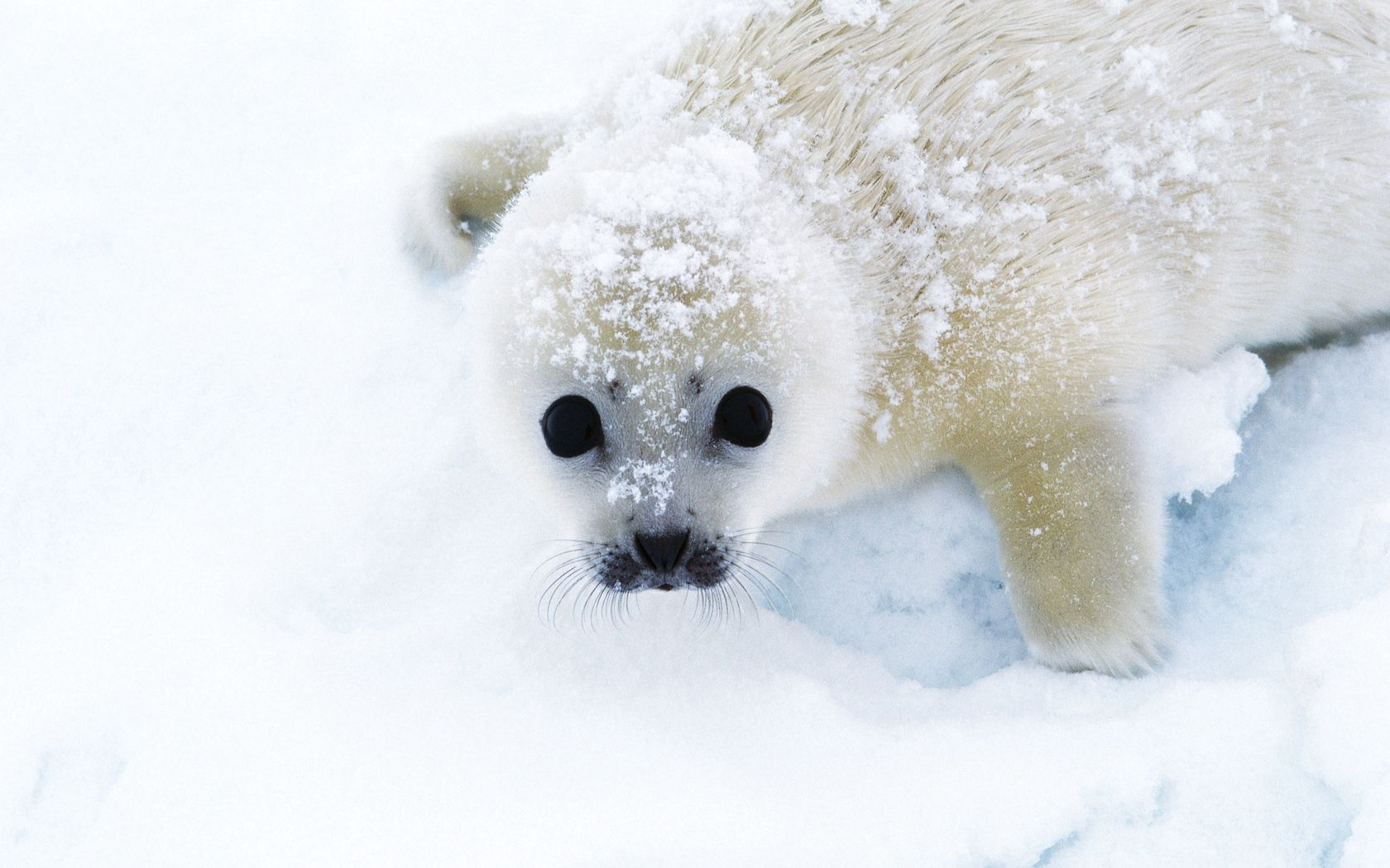 54919 скачать обои тюлень, животные, снег, смотрит, беляк - заставки и картинки бесплатно