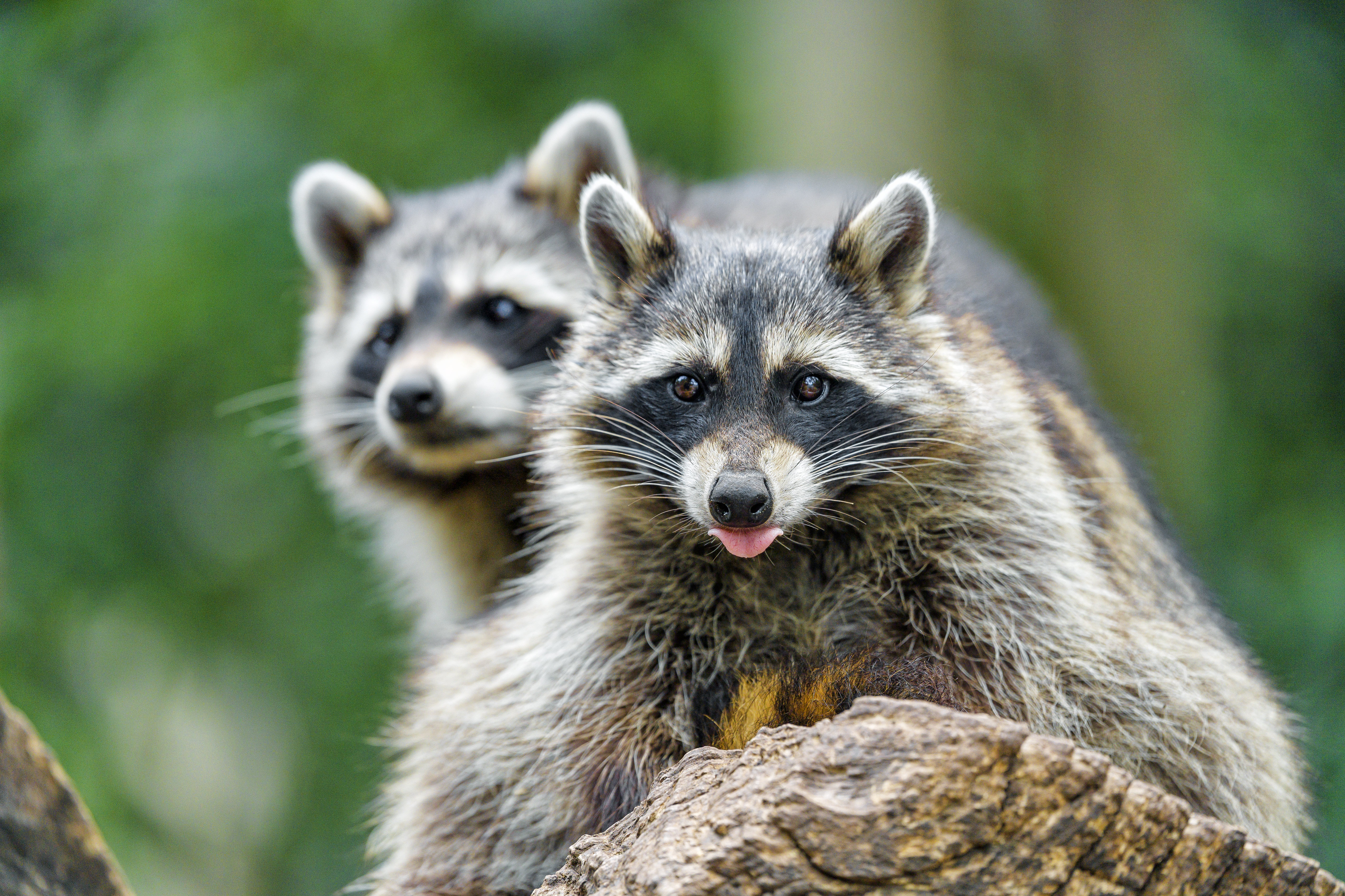 Free download wallpaper Muzzle, Animal, Protruding Tongue, Tongue Stuck Out, Raccoon, Animals on your PC desktop