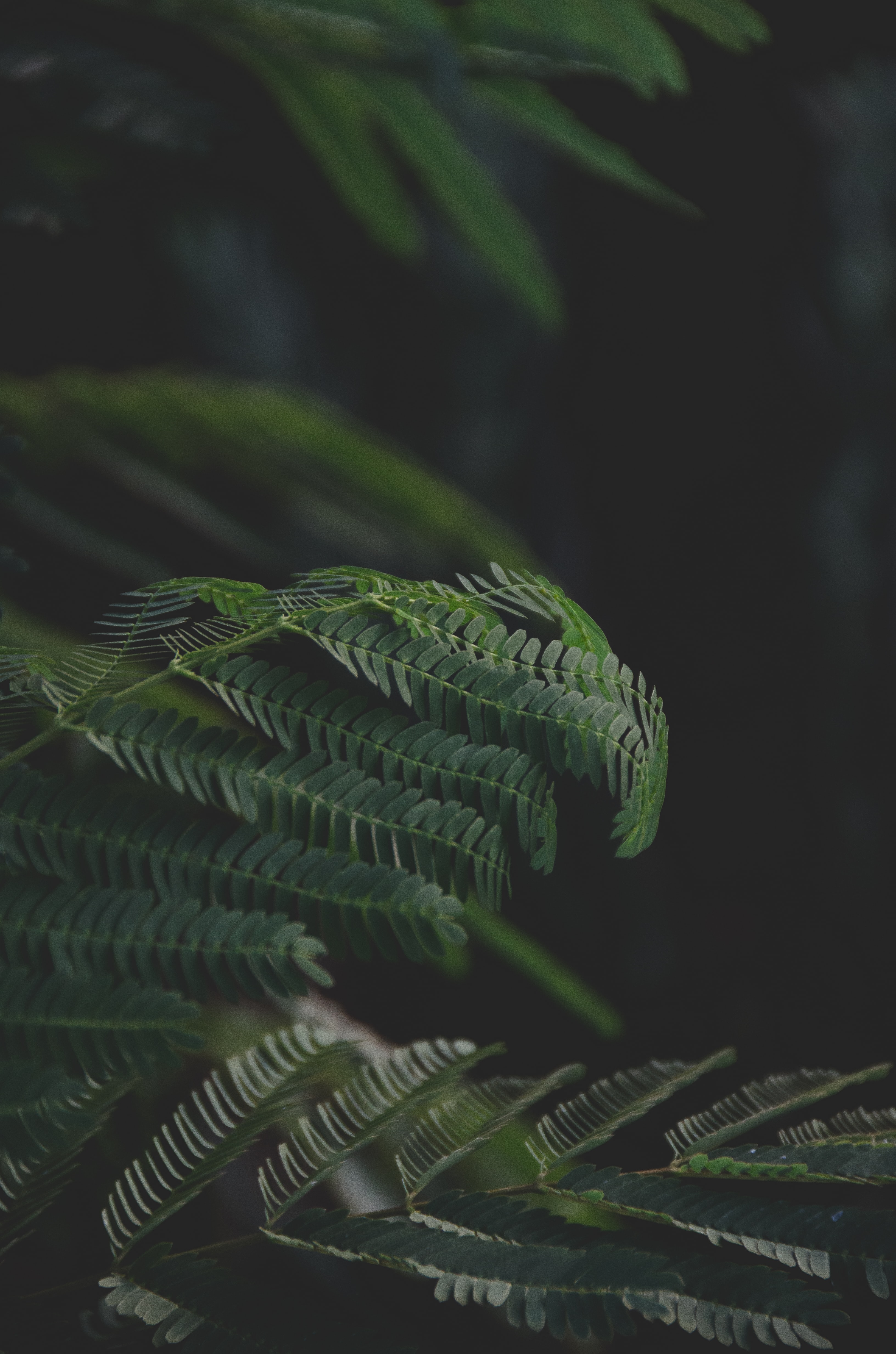 Free download wallpaper Branches, Leaves, Dark, Fern on your PC desktop