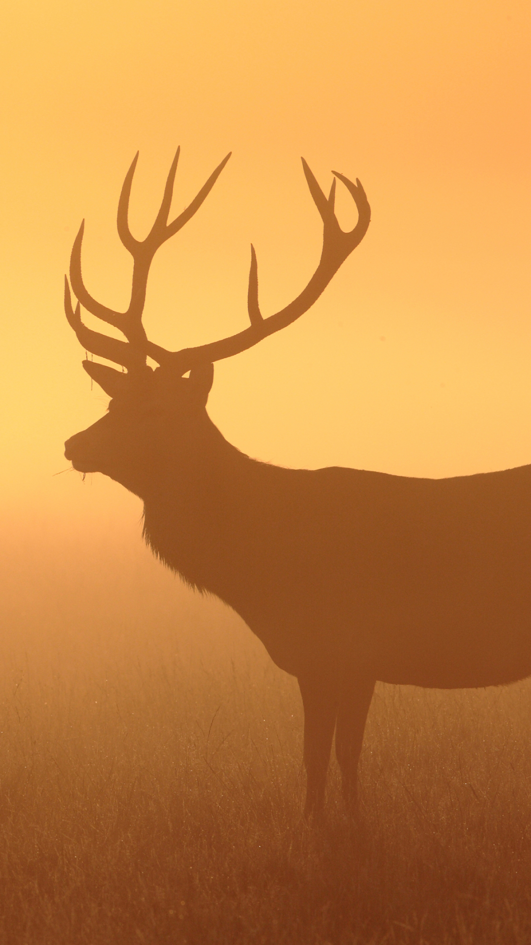 Download mobile wallpaper Animal, Deer for free.