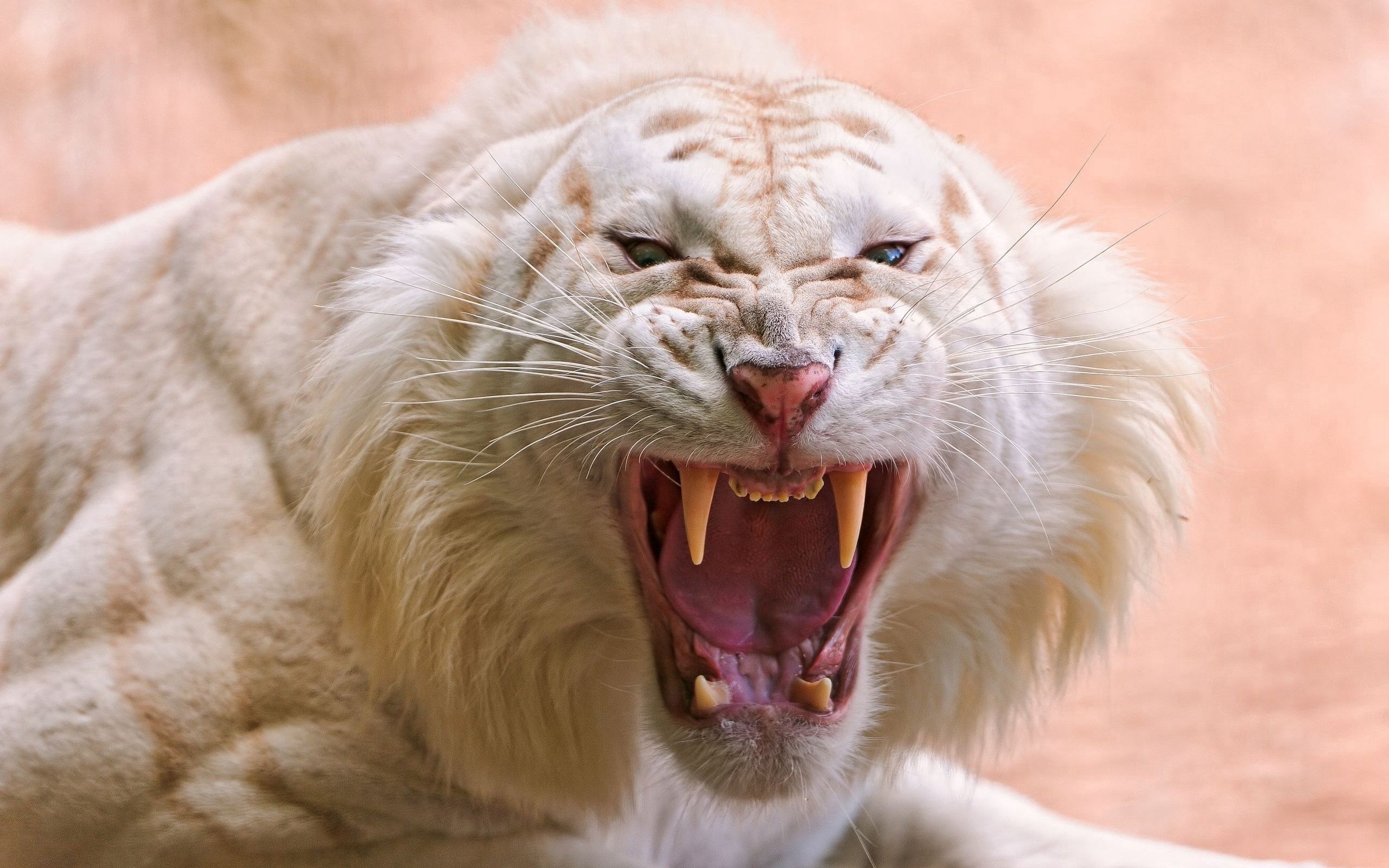 51925 télécharger l'image animaux, blanc, sourire, rayé, tigre, colère - fonds d'écran et économiseurs d'écran gratuits