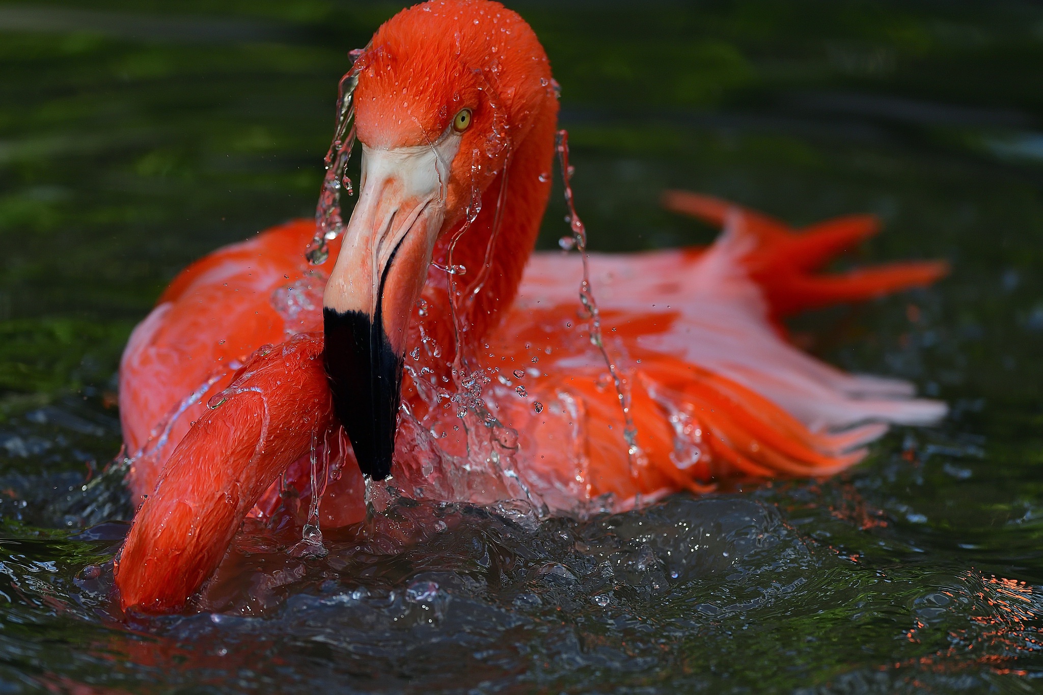 408955 Bild herunterladen tiere, flamingo, schnabel, vogel, vögel - Hintergrundbilder und Bildschirmschoner kostenlos