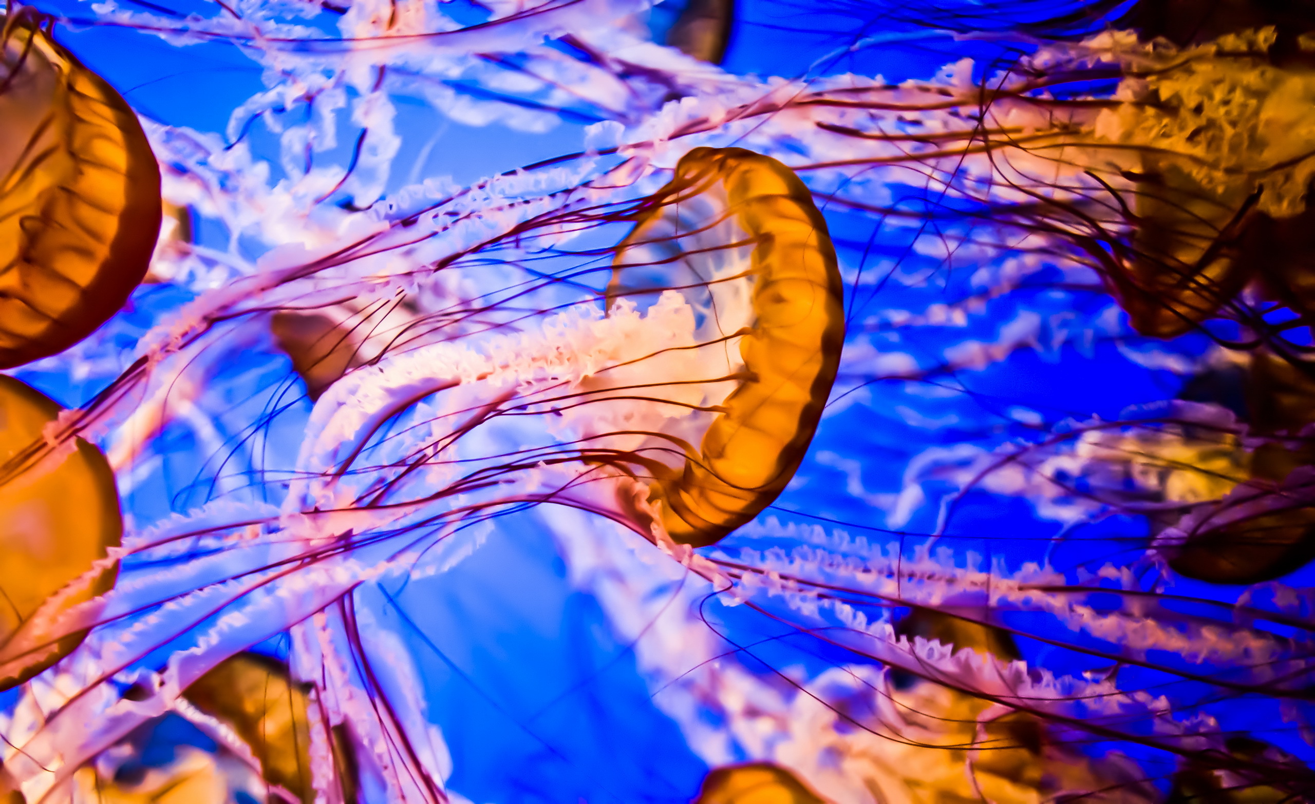 Free download wallpaper Jellyfish, Fishes, Animal, Underwater, Sea Life on your PC desktop