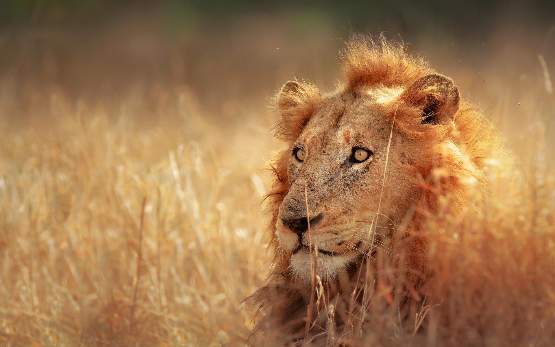 Téléchargez gratuitement l'image Lion, Chats, Animaux sur le bureau de votre PC