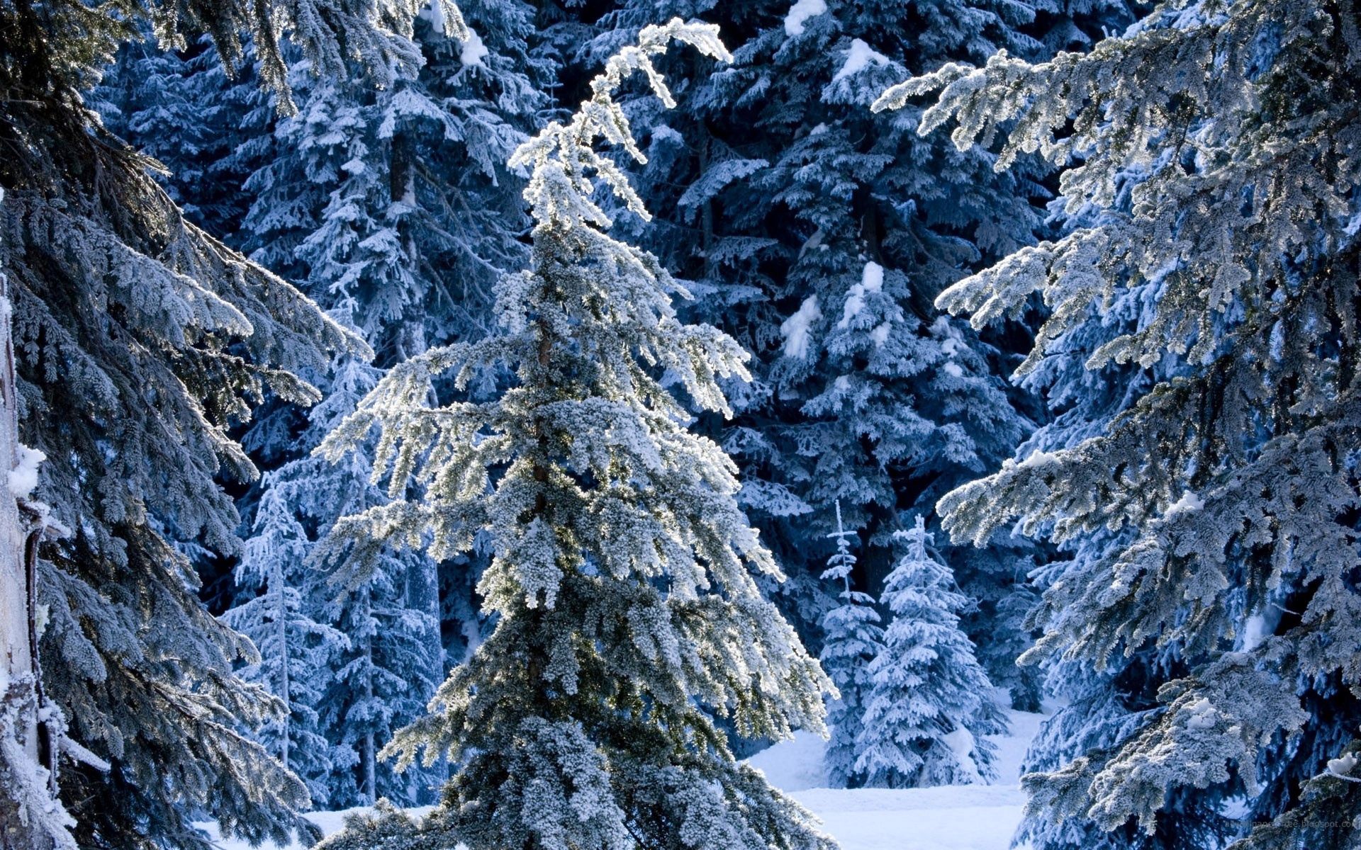 winter, nature, pine, snow, coniferous, forest, silence, ate