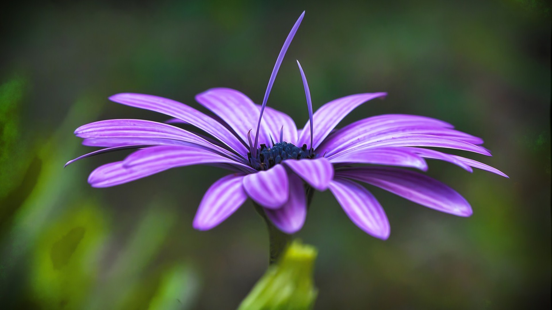 Descarga gratis la imagen Flores, Flor, Tierra/naturaleza en el escritorio de tu PC