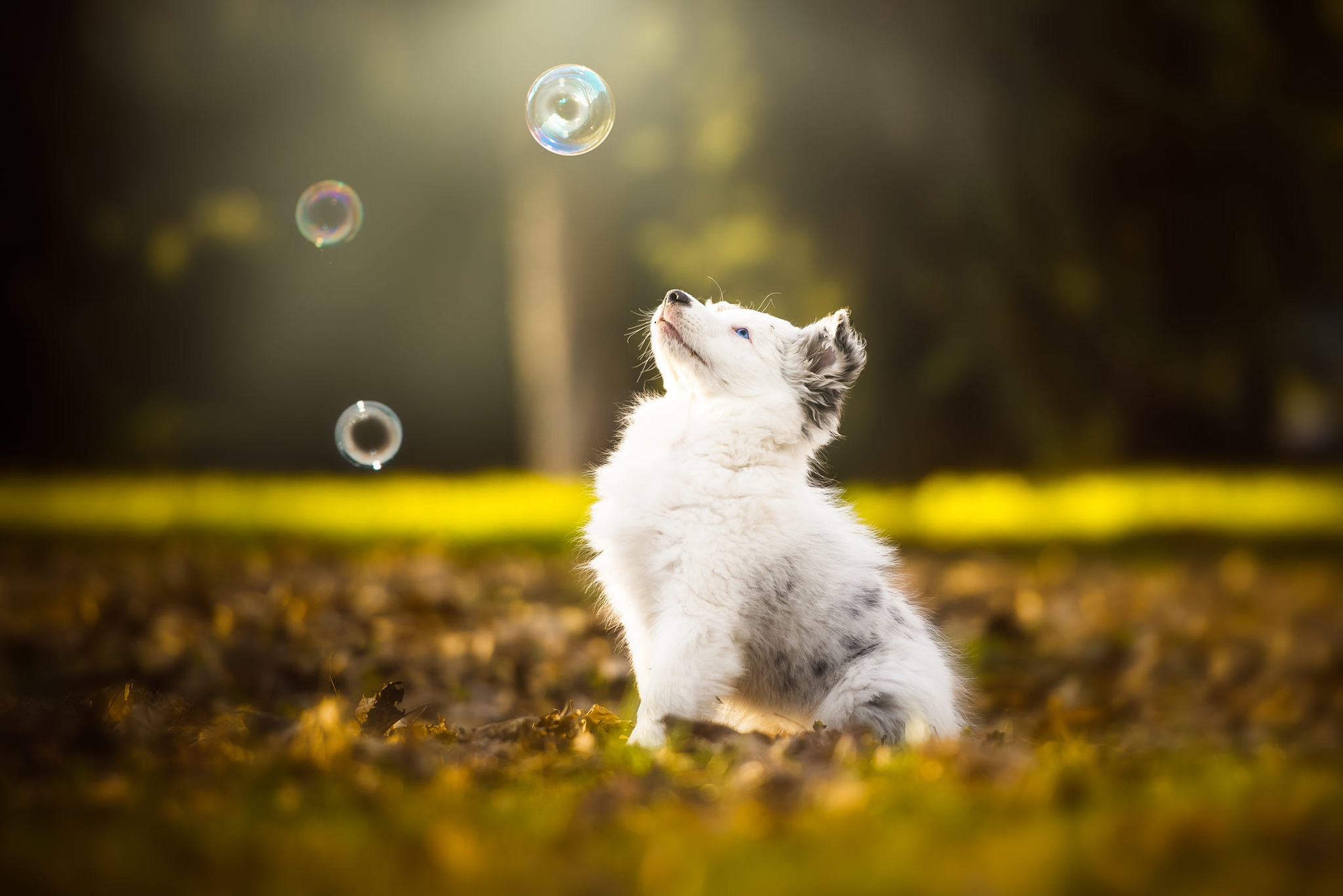 Free download wallpaper Dogs, Dog, Animal, Puppy, Australian Shepherd, Baby Animal, Depth Of Field on your PC desktop