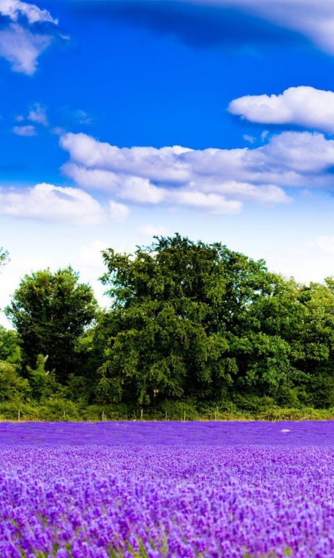 Descarga gratuita de fondo de pantalla para móvil de Flores, Lavanda, Tierra/naturaleza.