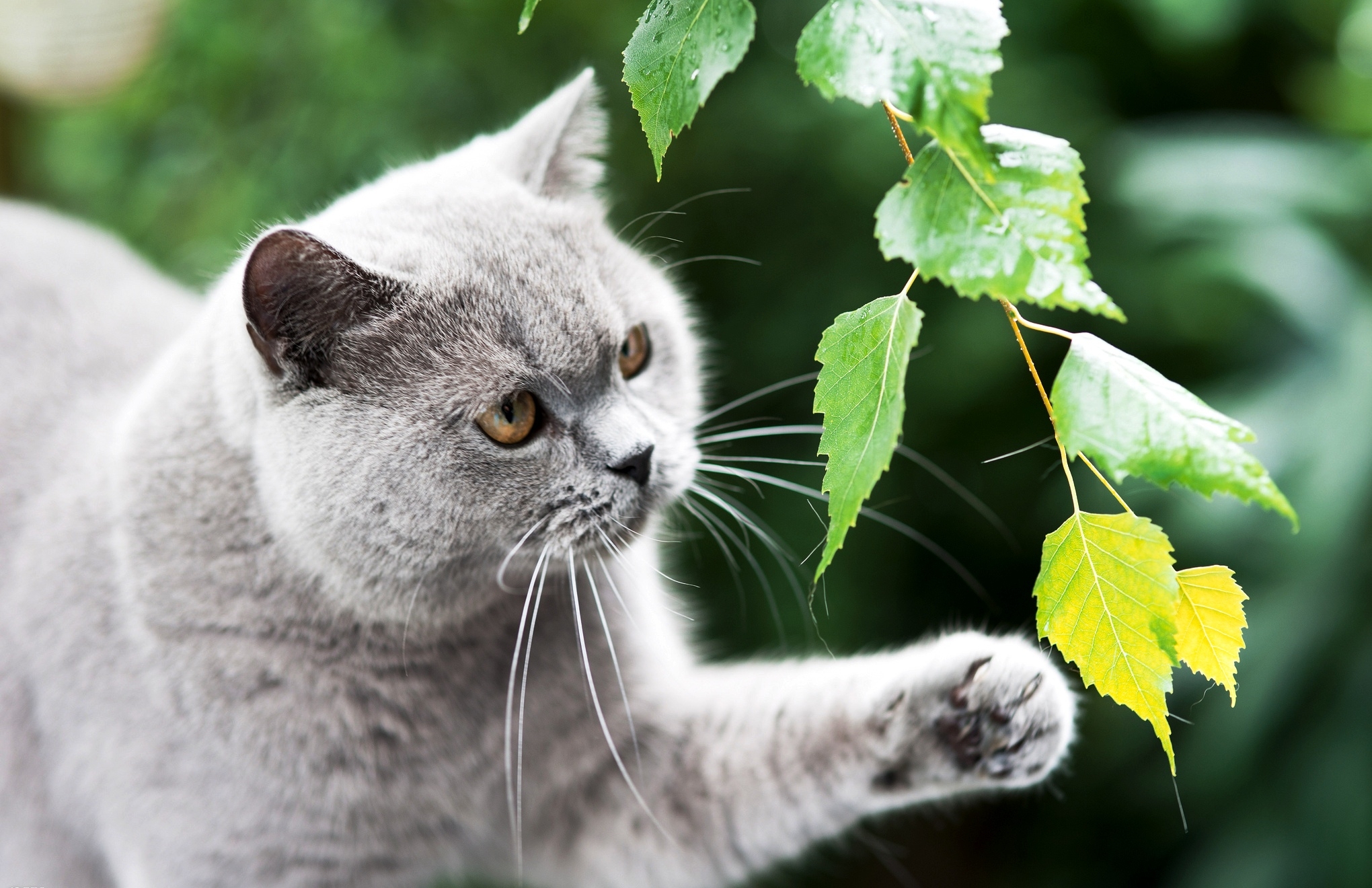 Baixar papel de parede para celular de Animais, Gatos, Gato gratuito.