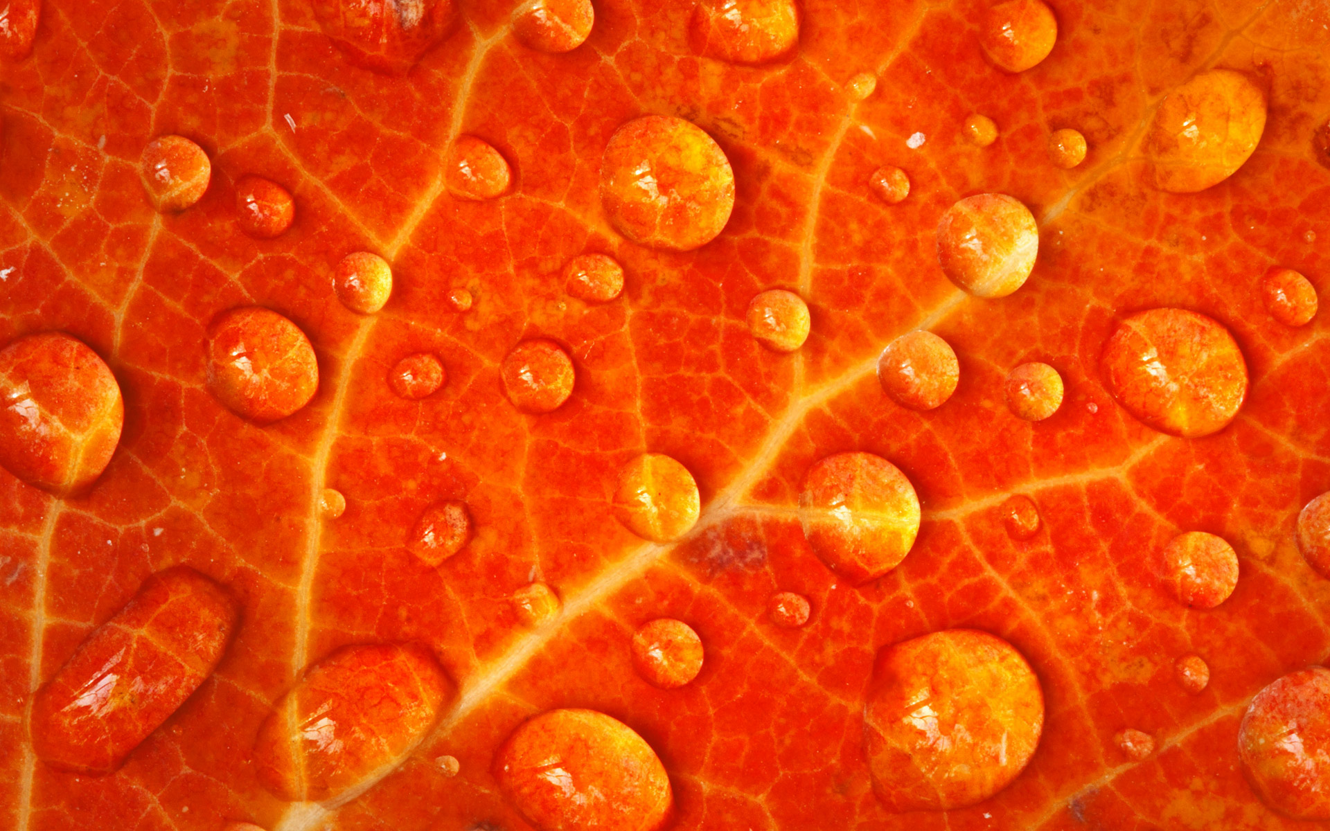 Download mobile wallpaper Water, Leaf, Earth, Water Drop, Orange (Color) for free.