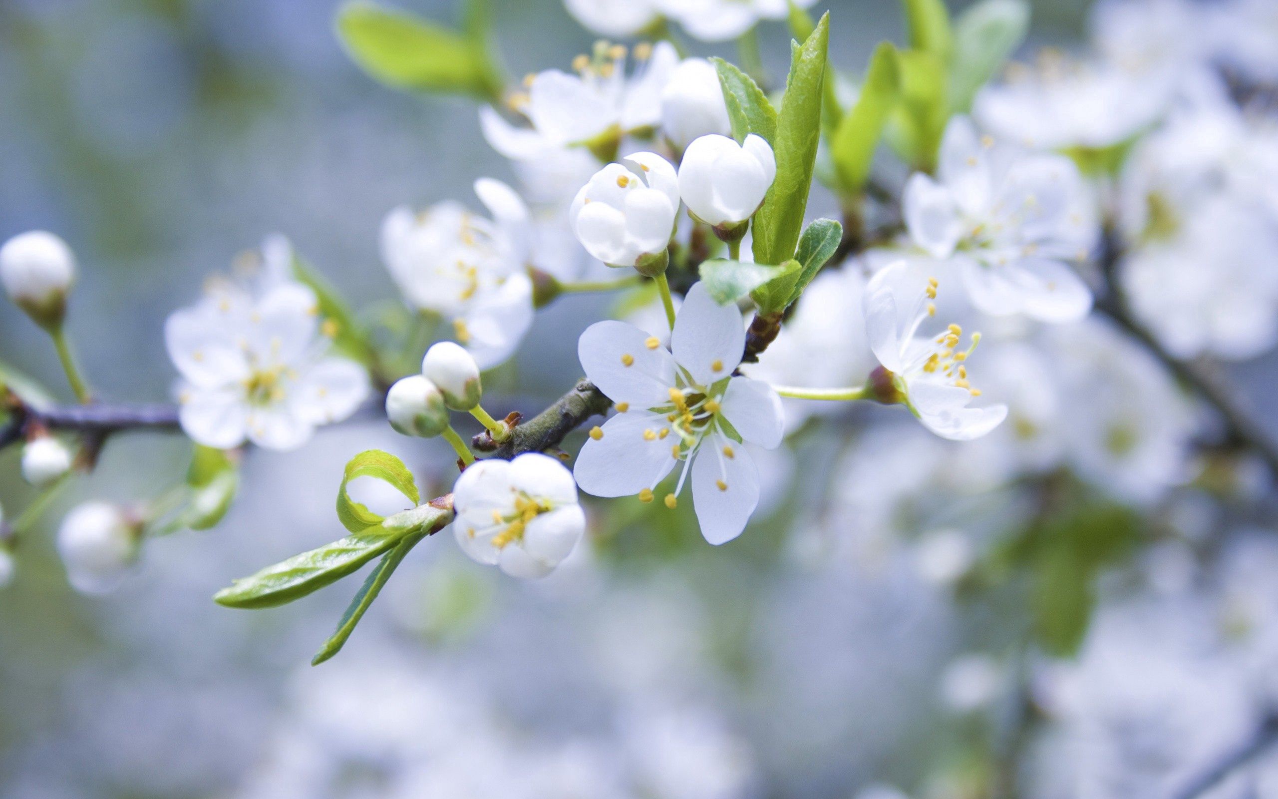 Free download wallpaper Flowers, Macro, Flowering, Branch, Plant, Bloom on your PC desktop