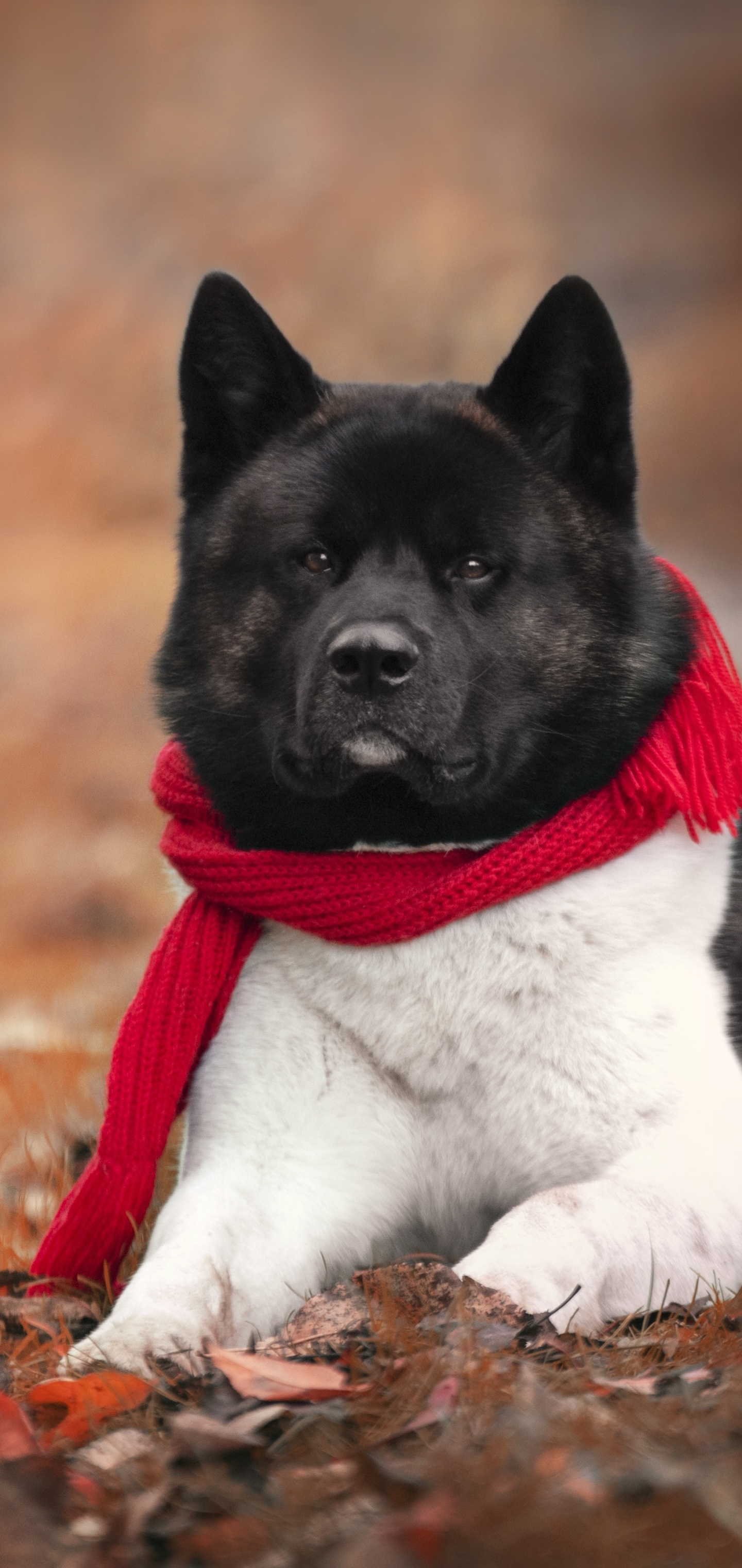 Laden Sie das Tiere, Hunde, Hund, Akita-Bild kostenlos auf Ihren PC-Desktop herunter