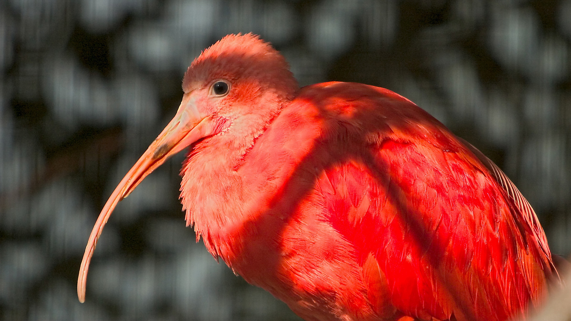 1495728 Hintergrundbild herunterladen tiere, scharlachroter ibis - Bildschirmschoner und Bilder kostenlos