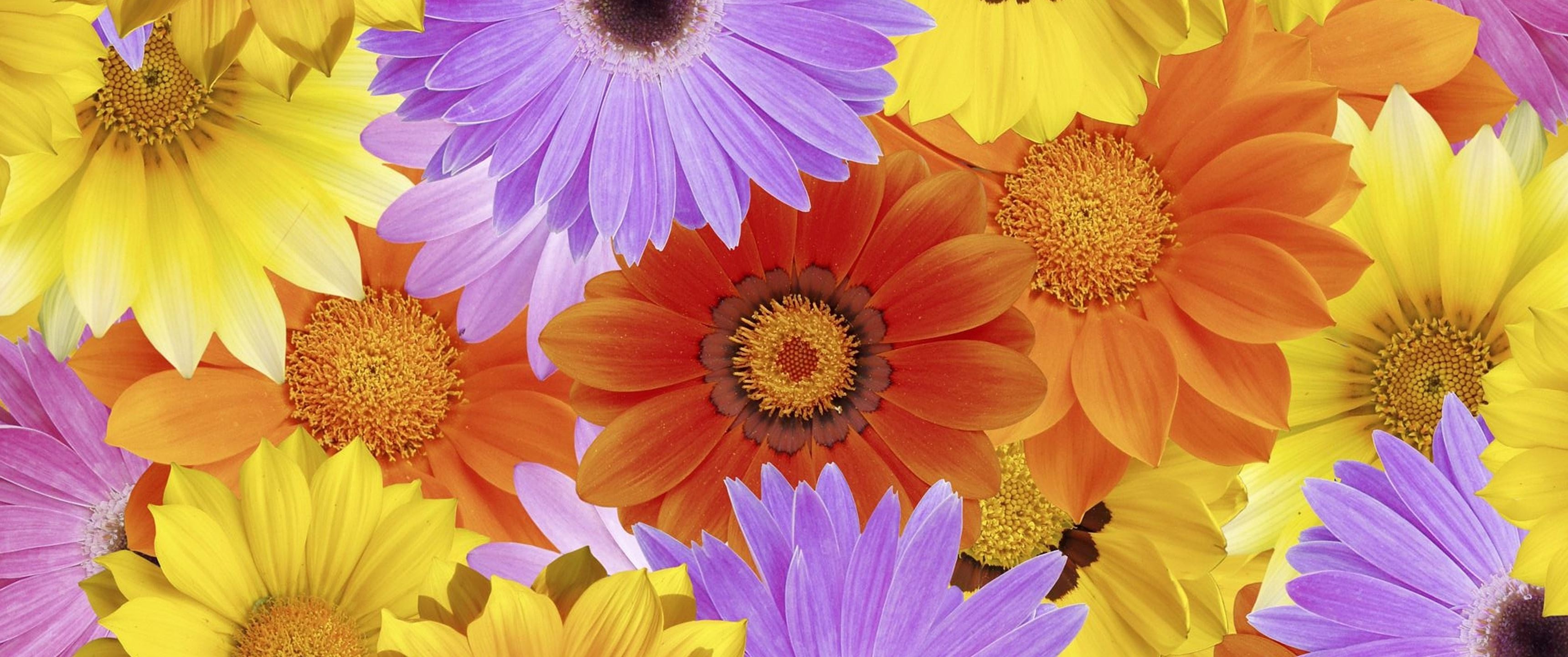 Скачати мобільні шпалери Квітка, Земля, Барвистий, Жовта Квітка, Кольори, Фіолетова Квітка, Дейзі, Апельсинова Квітка, Флауерзи безкоштовно.
