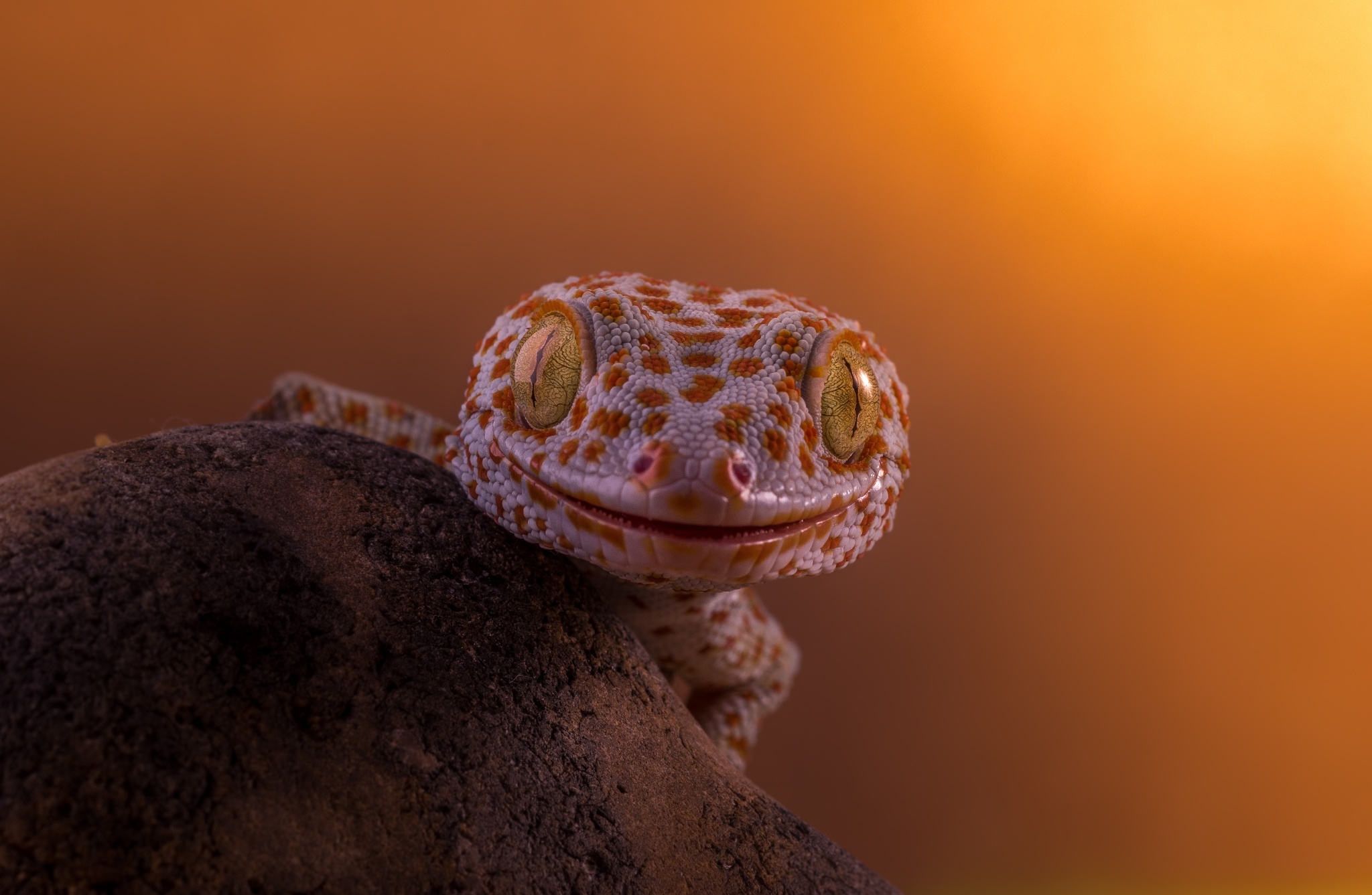 351384 descargar imagen animales, tokay gecko, reptiles: fondos de pantalla y protectores de pantalla gratis