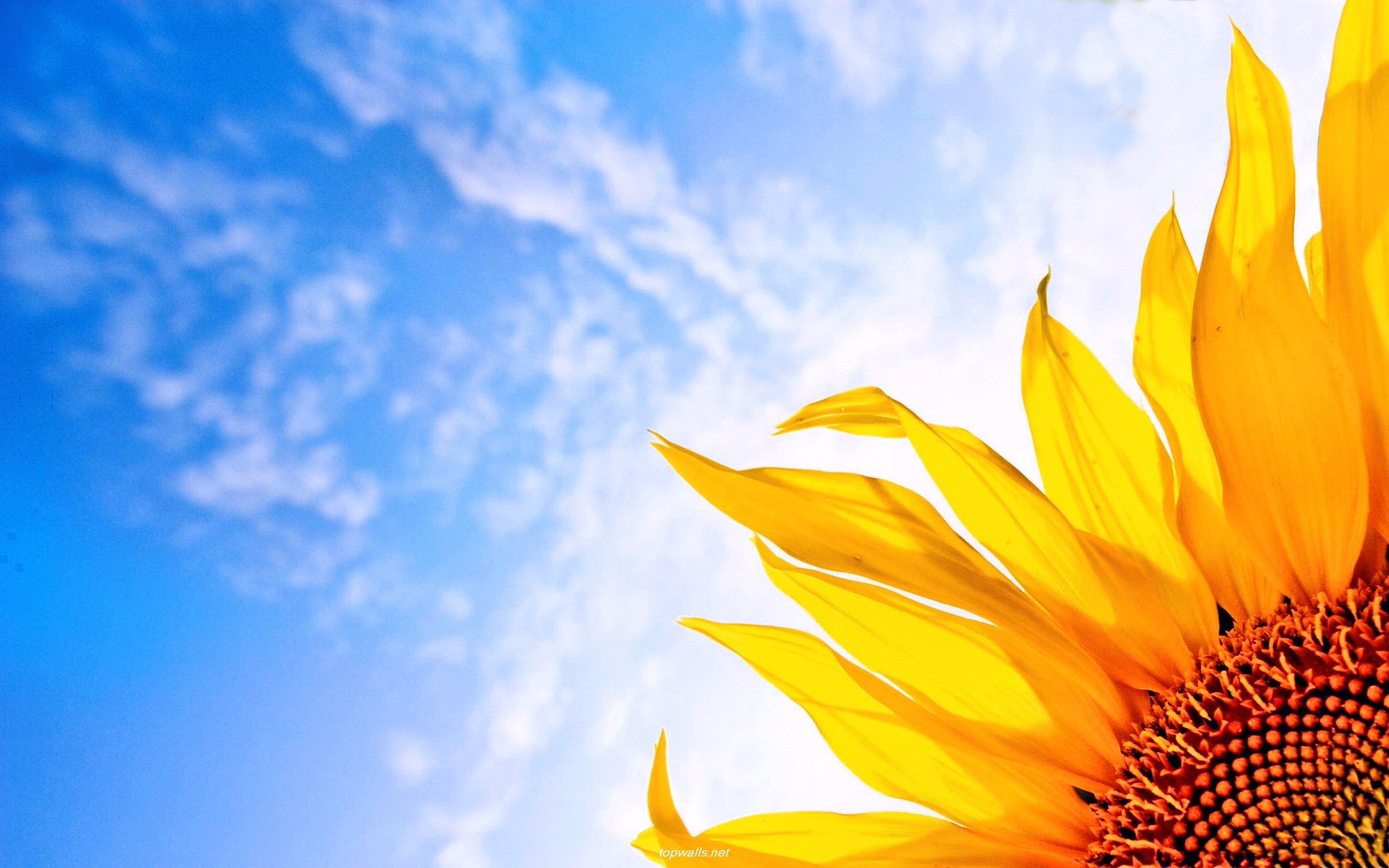 Free download wallpaper Sky, Earth, Spring, Sunflower, Yellow Flower on your PC desktop