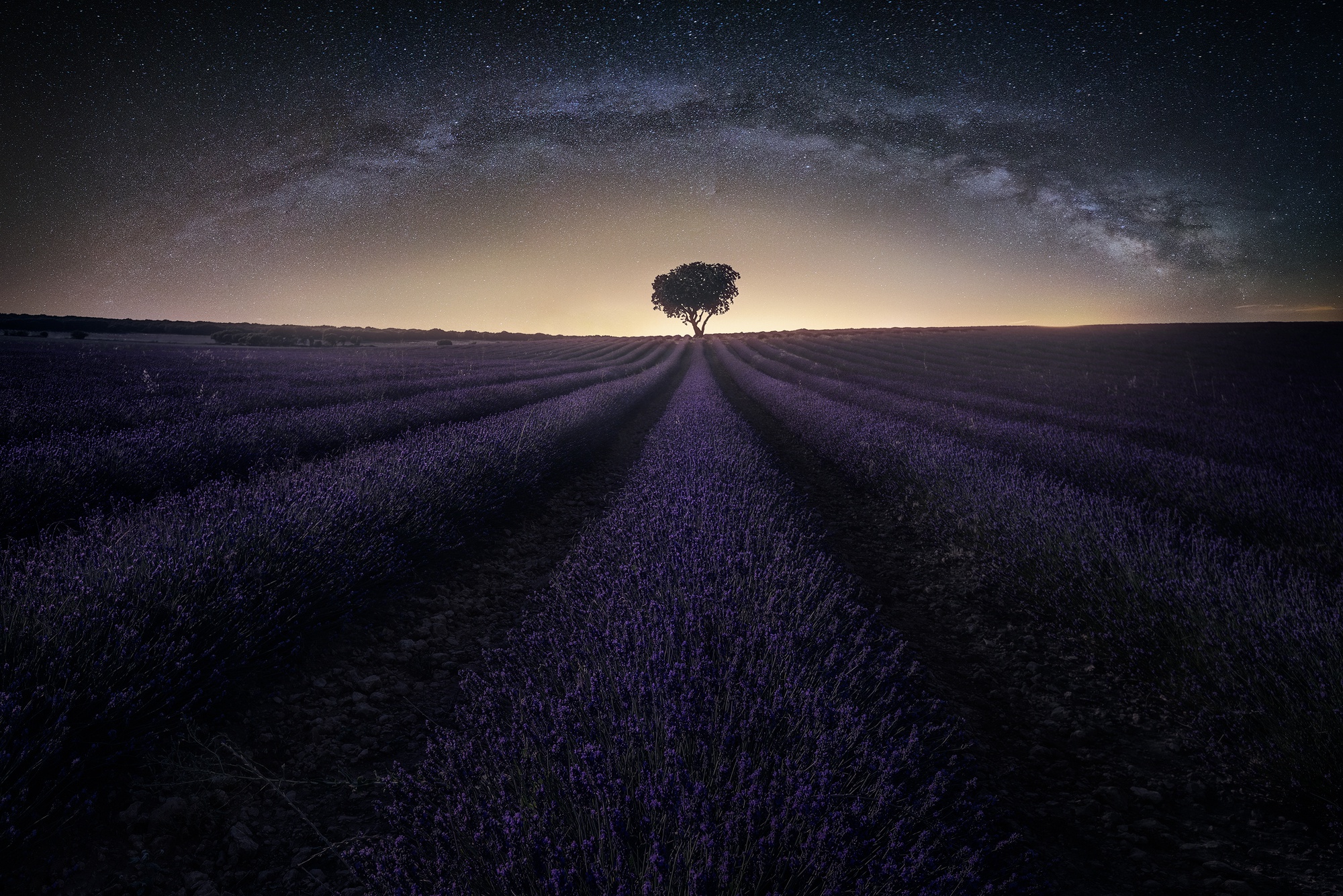Download mobile wallpaper Nature, Flowers, Night, Tree, Starry Sky, Earth, Field, Lavender, Purple Flower for free.