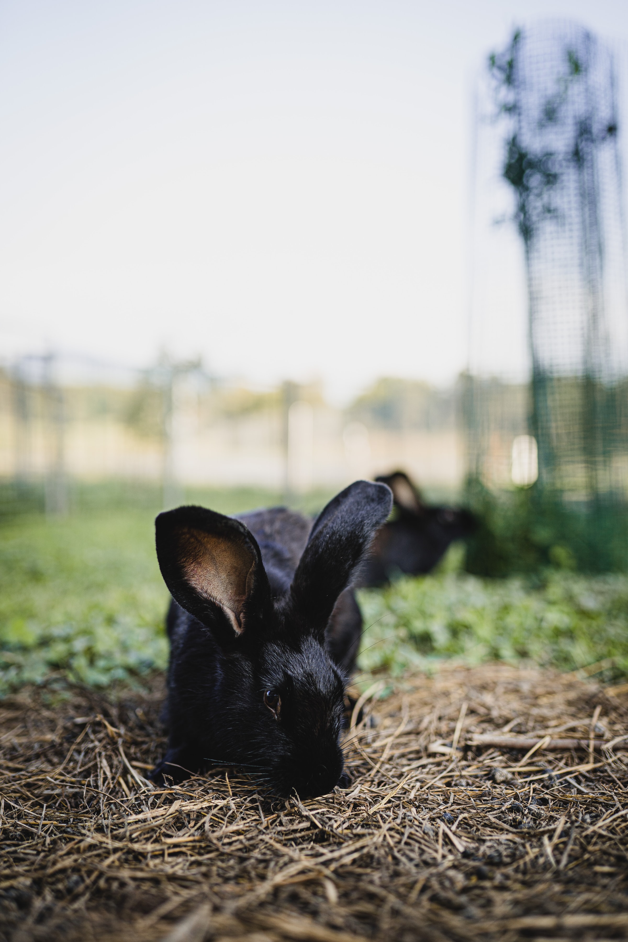 101599壁紙のダウンロード動物, ウサギ, 黒い, 兎, 野ウサギ-スクリーンセーバーと写真を無料で