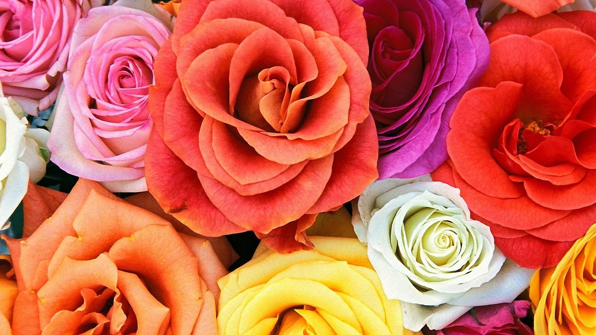 Free download wallpaper Plants, Roses, Flowers on your PC desktop