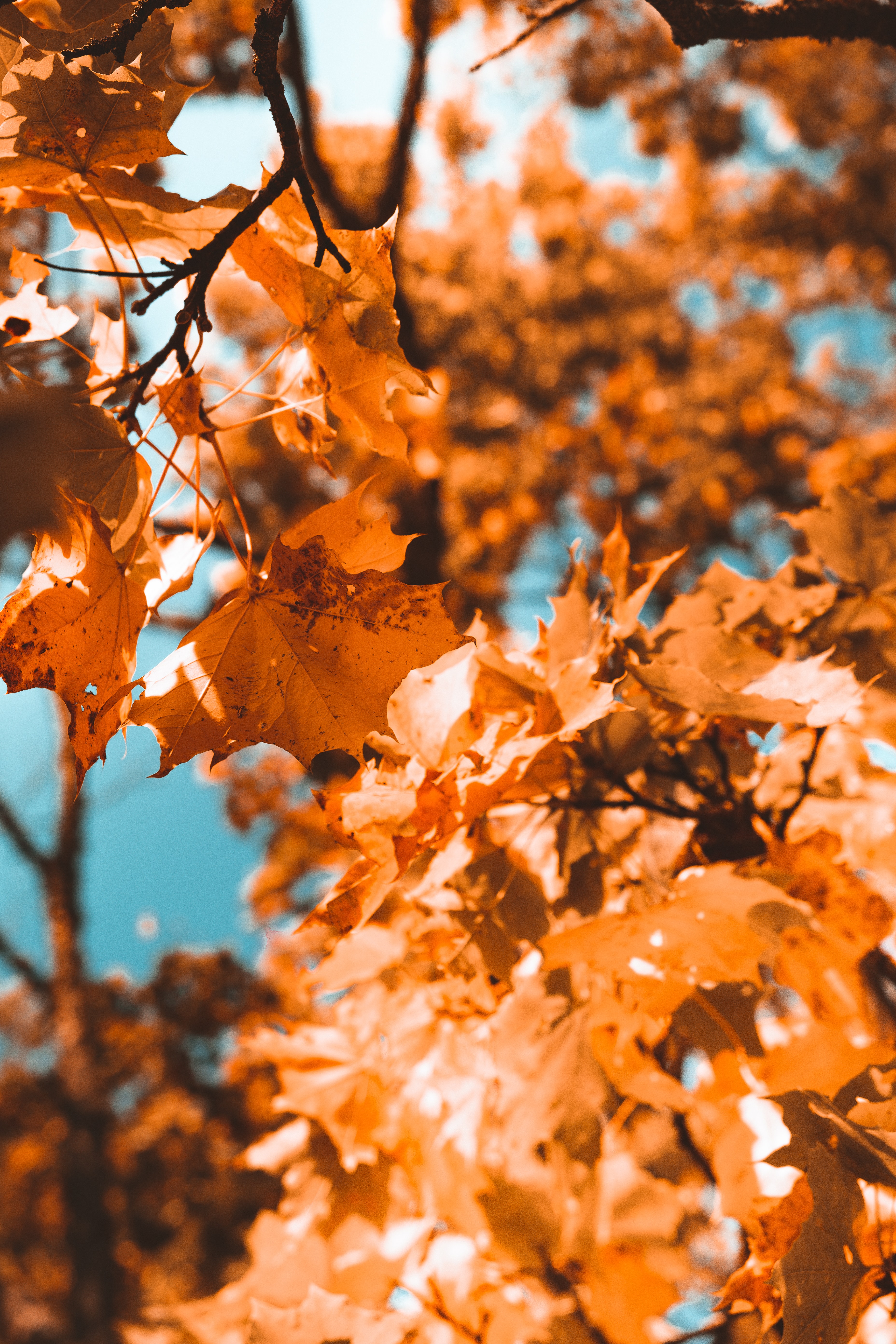 Laden Sie das Zweig, Ahorn, Ast, Blätter, Natur, Herbst-Bild kostenlos auf Ihren PC-Desktop herunter