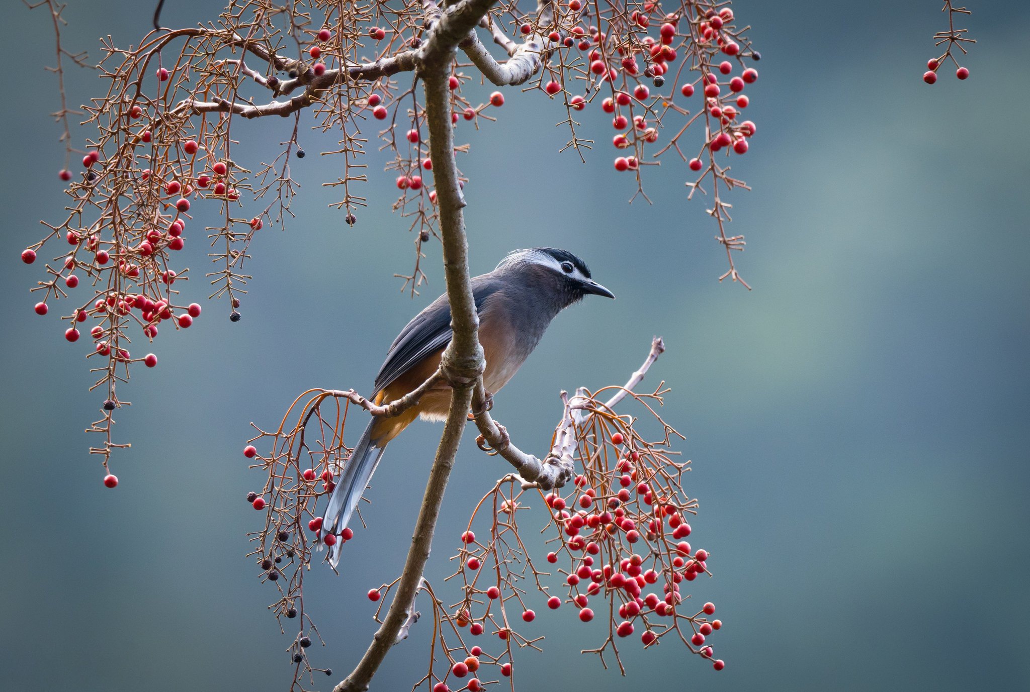 Download mobile wallpaper Birds, Bird, Animal for free.