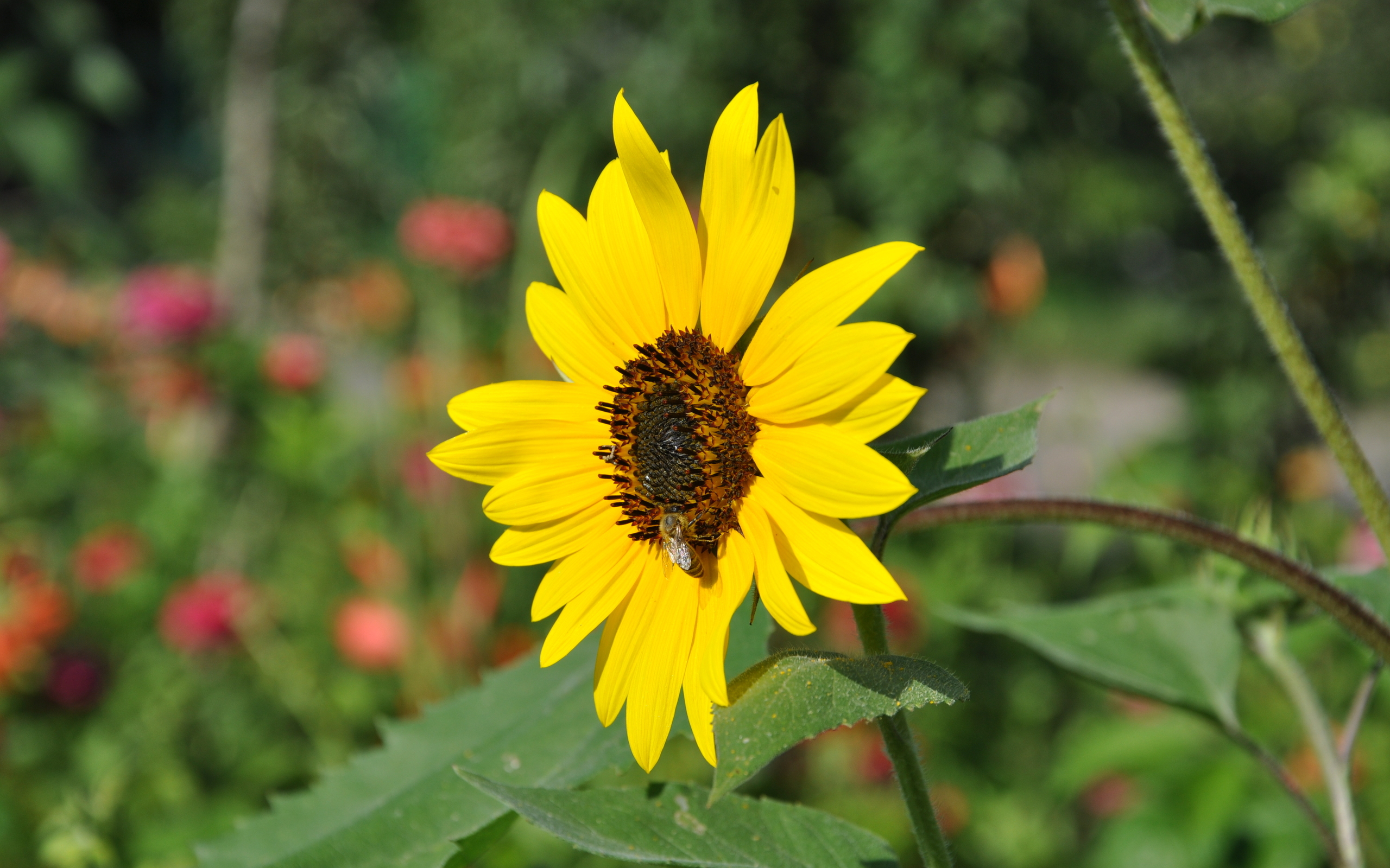 Descarga gratuita de fondo de pantalla para móvil de Flores, Flor, Tierra/naturaleza.