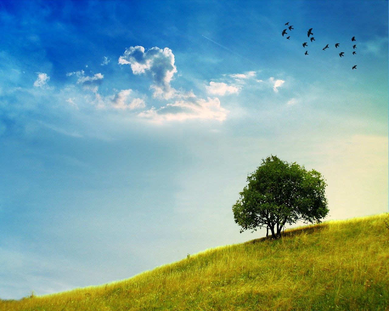 Download mobile wallpaper Wood, Slope, Grass, Sky, Tree, Greens, Nature, Birds for free.