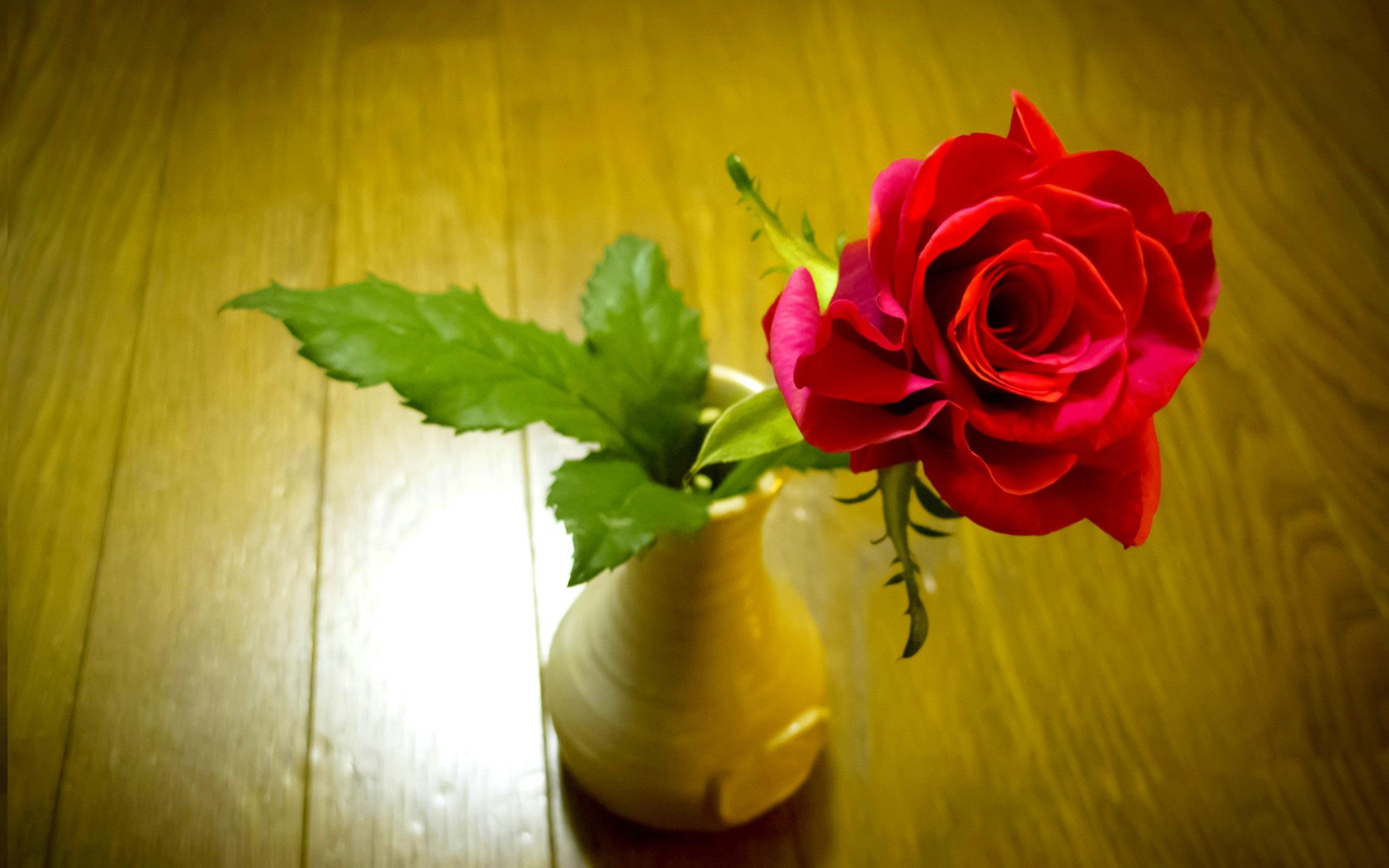 Free download wallpaper Flower, Rose, Earth, Vase, Red Rose, Red Flower, Man Made on your PC desktop