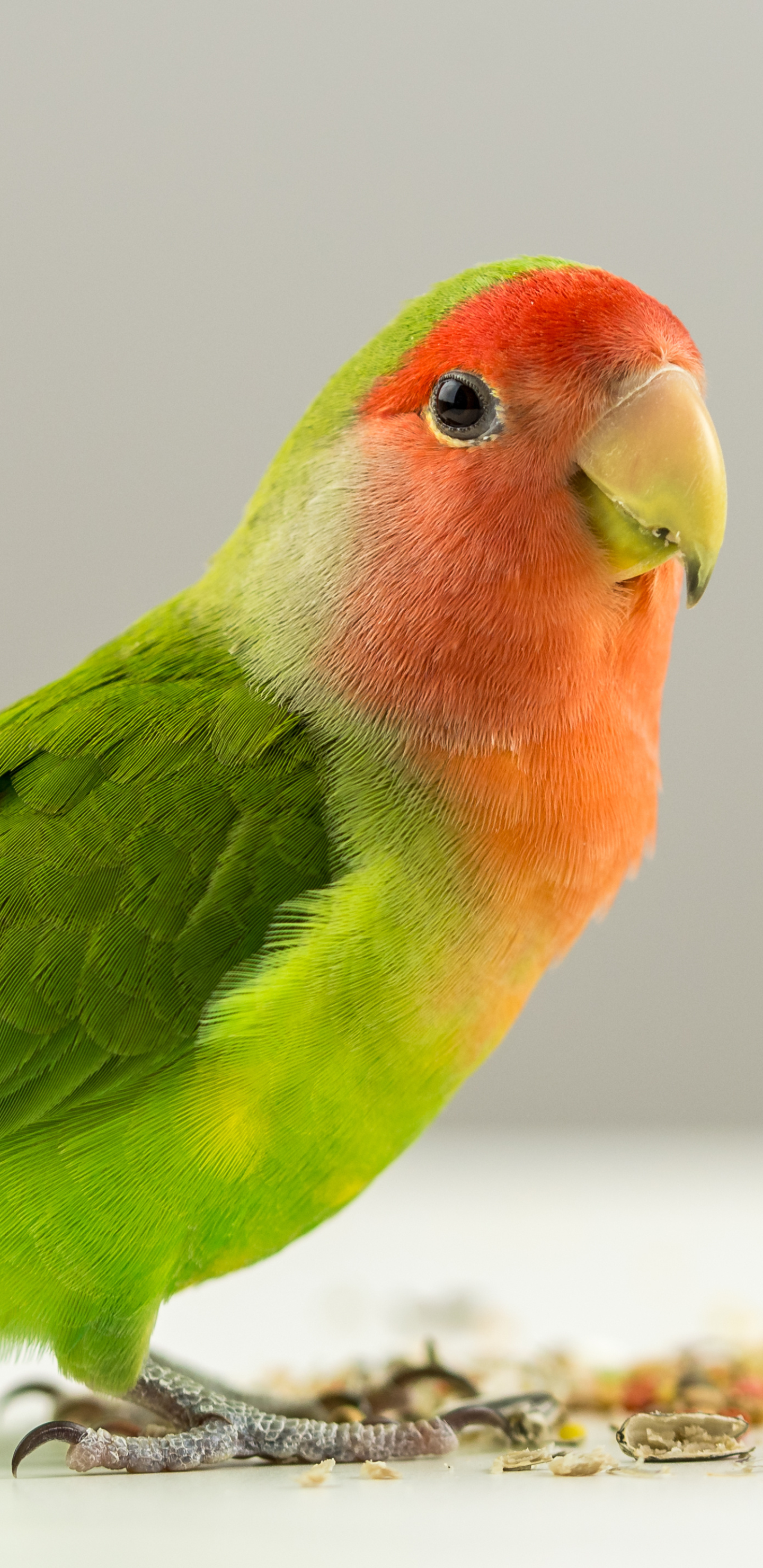 1163629 Hintergrundbild herunterladen tiere, liebesvogel, papagei, vögel - Bildschirmschoner und Bilder kostenlos